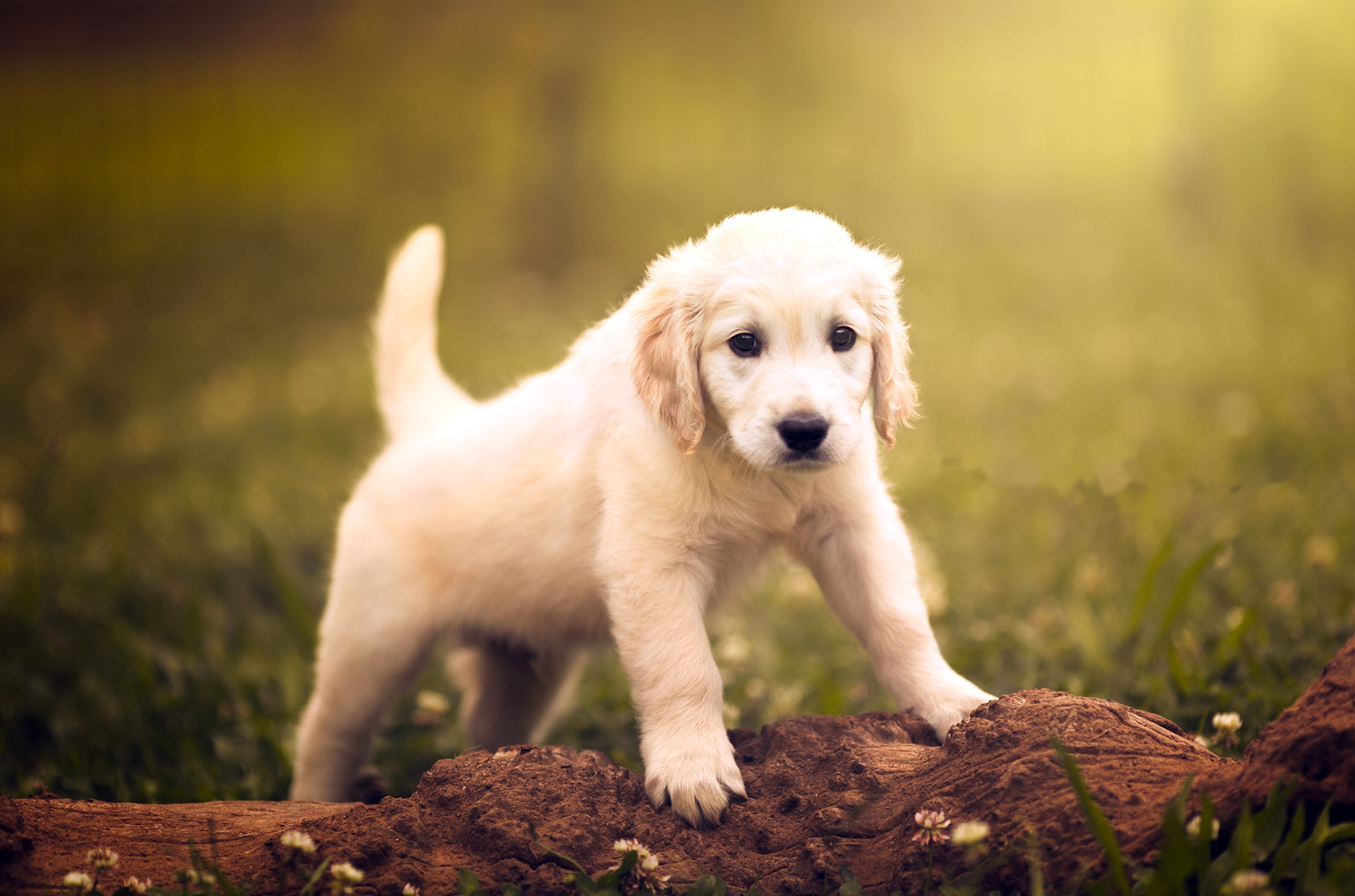 Download mobile wallpaper Dogs, Dog, Animal, Puppy, Golden Retriever, Baby Animal for free.