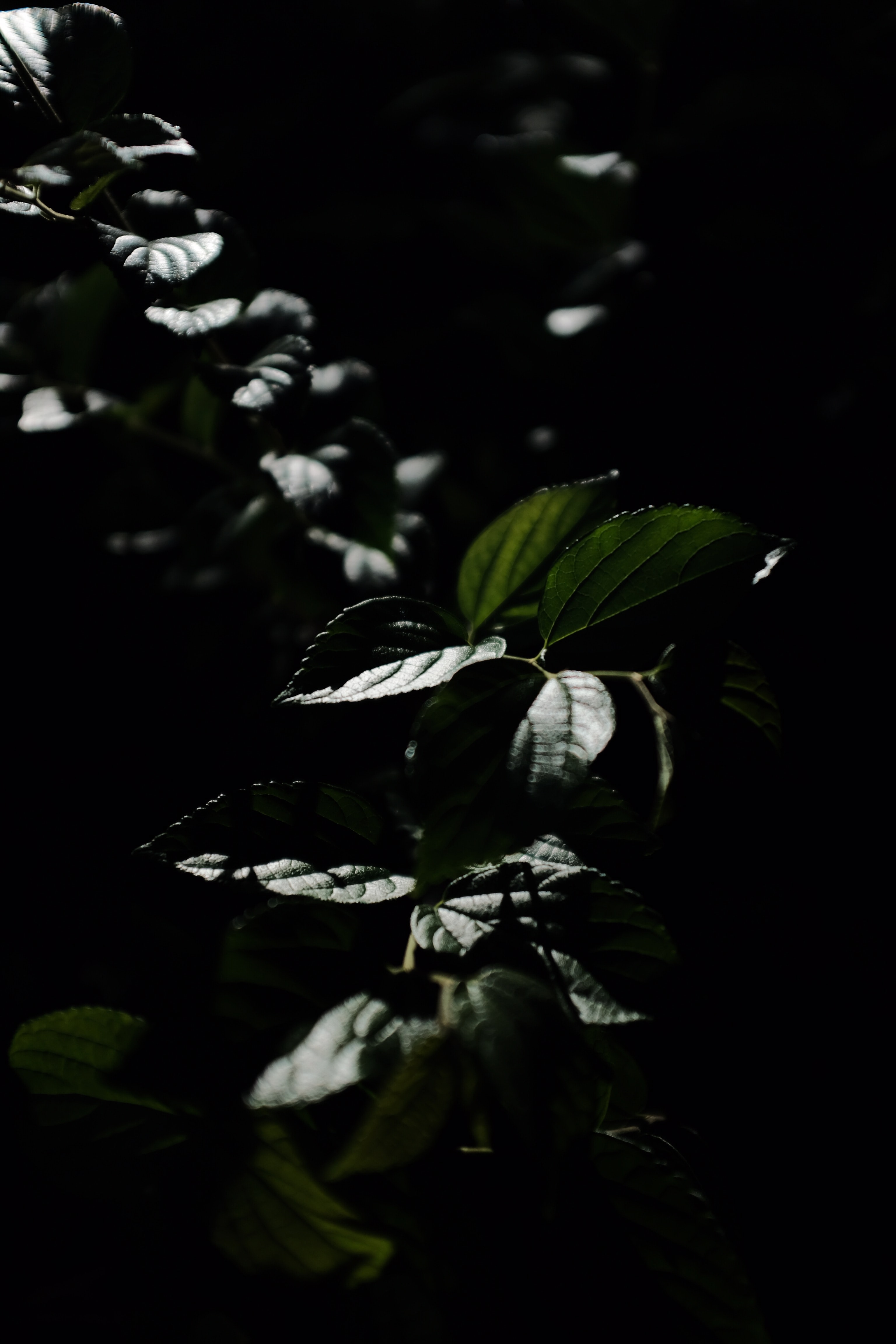 Free download wallpaper Nature, Leaves, Bush, Plant, Dark, Veins on your PC desktop