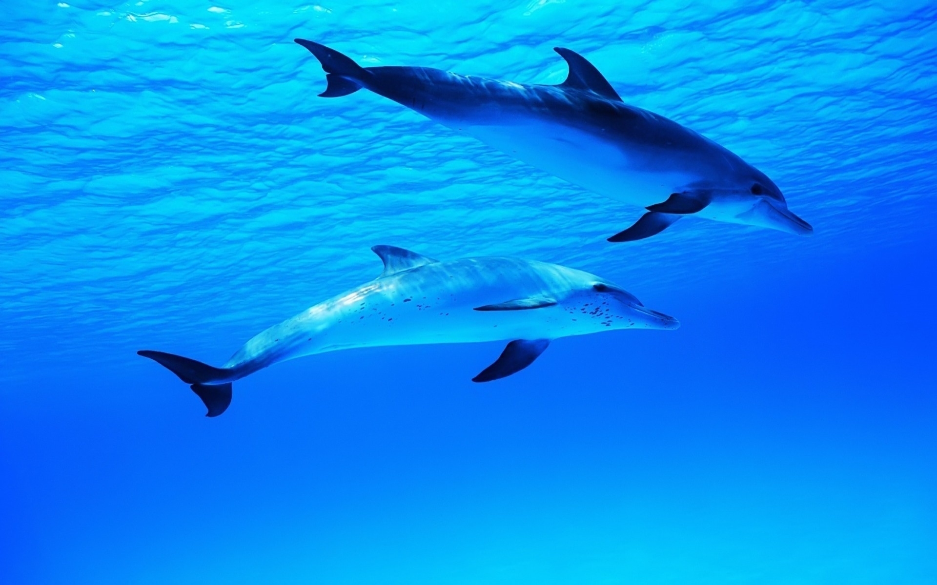 24158 завантажити шпалери тварини, дельфіни, море, блакитний - заставки і картинки безкоштовно