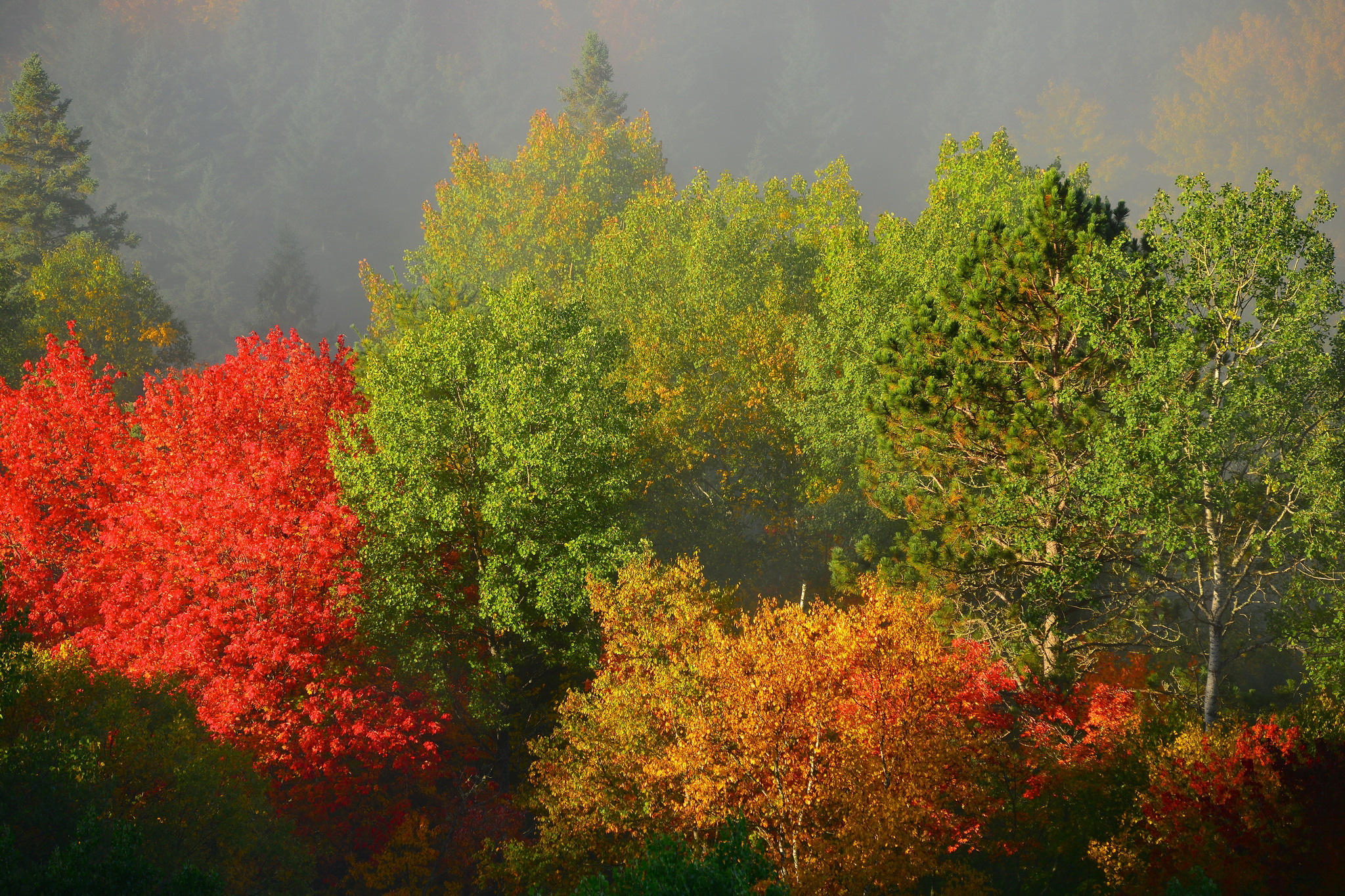 156317 скачать картинку листва, осень, природа, деревья, туман - обои и заставки бесплатно