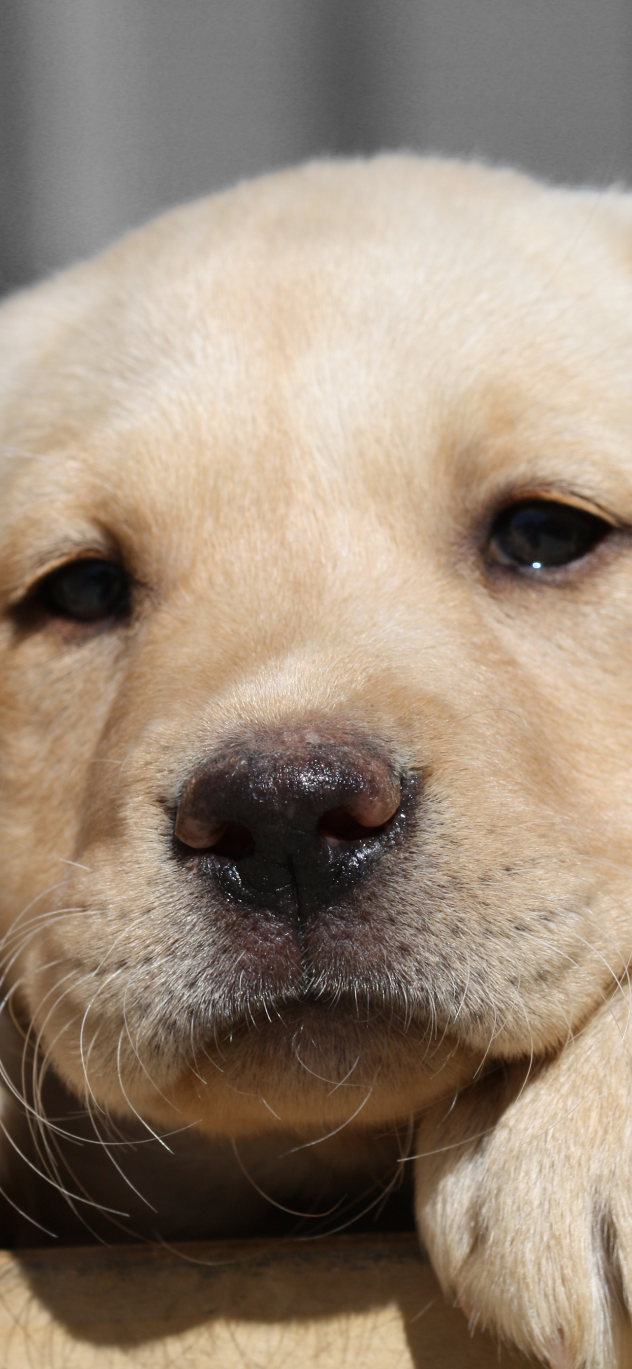 Baixar papel de parede para celular de Animais, Cães, Labrador Retriever gratuito.