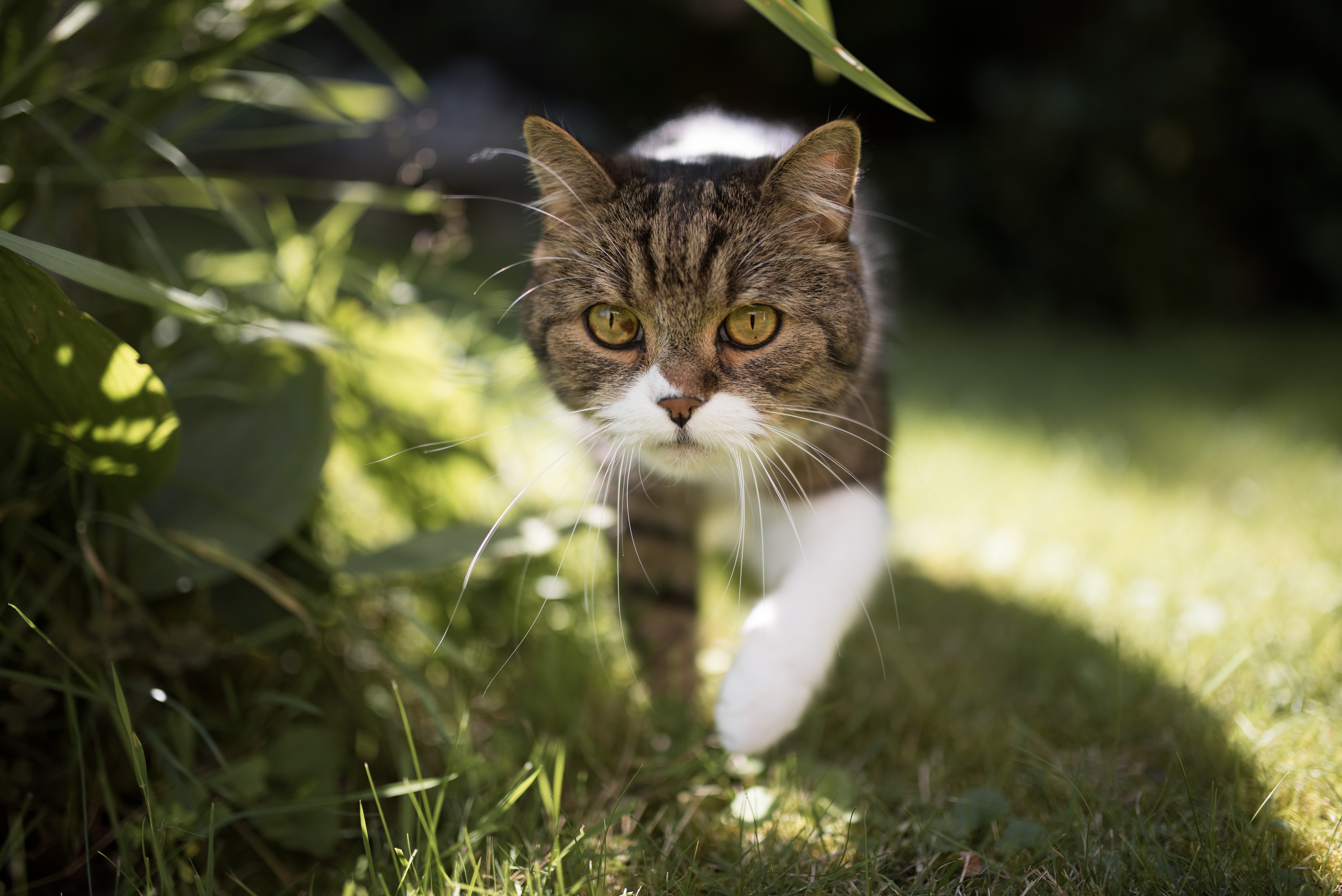 Handy-Wallpaper Tiere, Katzen, Katze, Nahansicht kostenlos herunterladen.