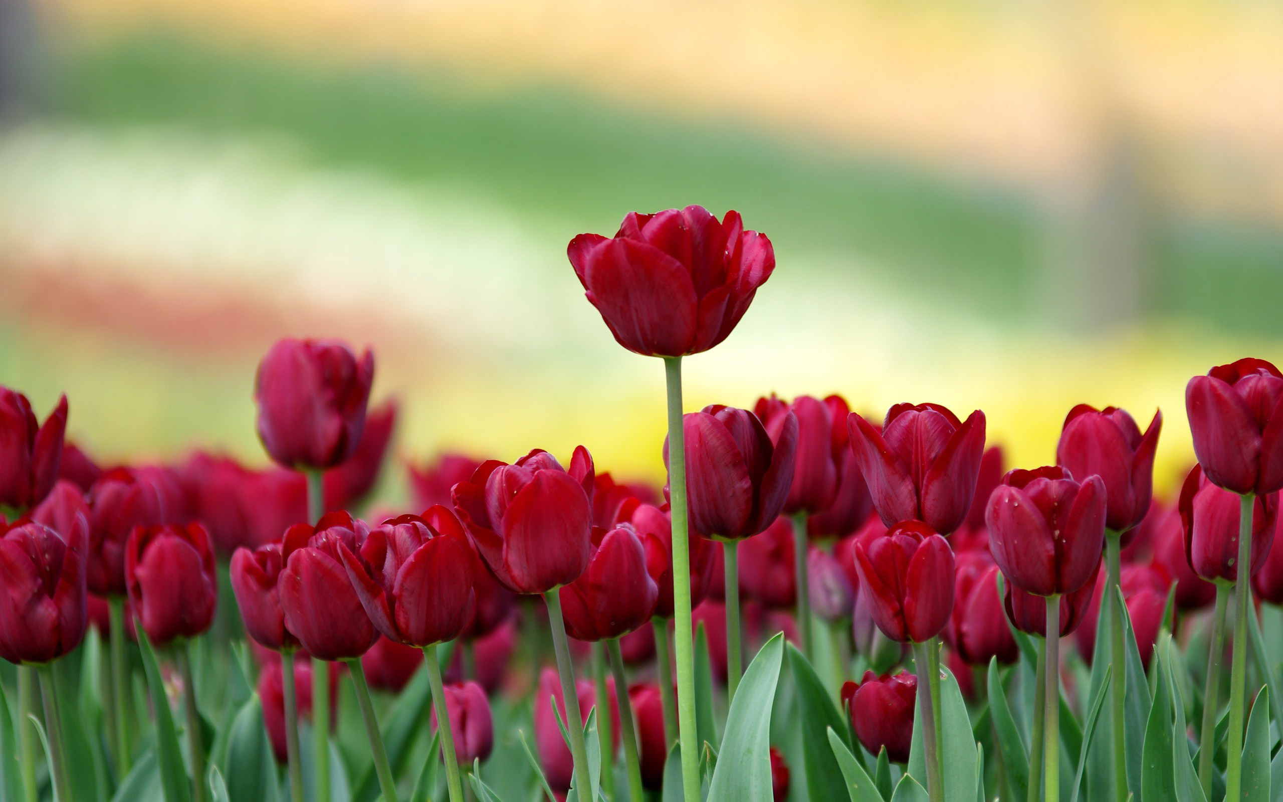 Download mobile wallpaper Red Flower, Tulip, Flowers, Nature, Flower, Earth for free.