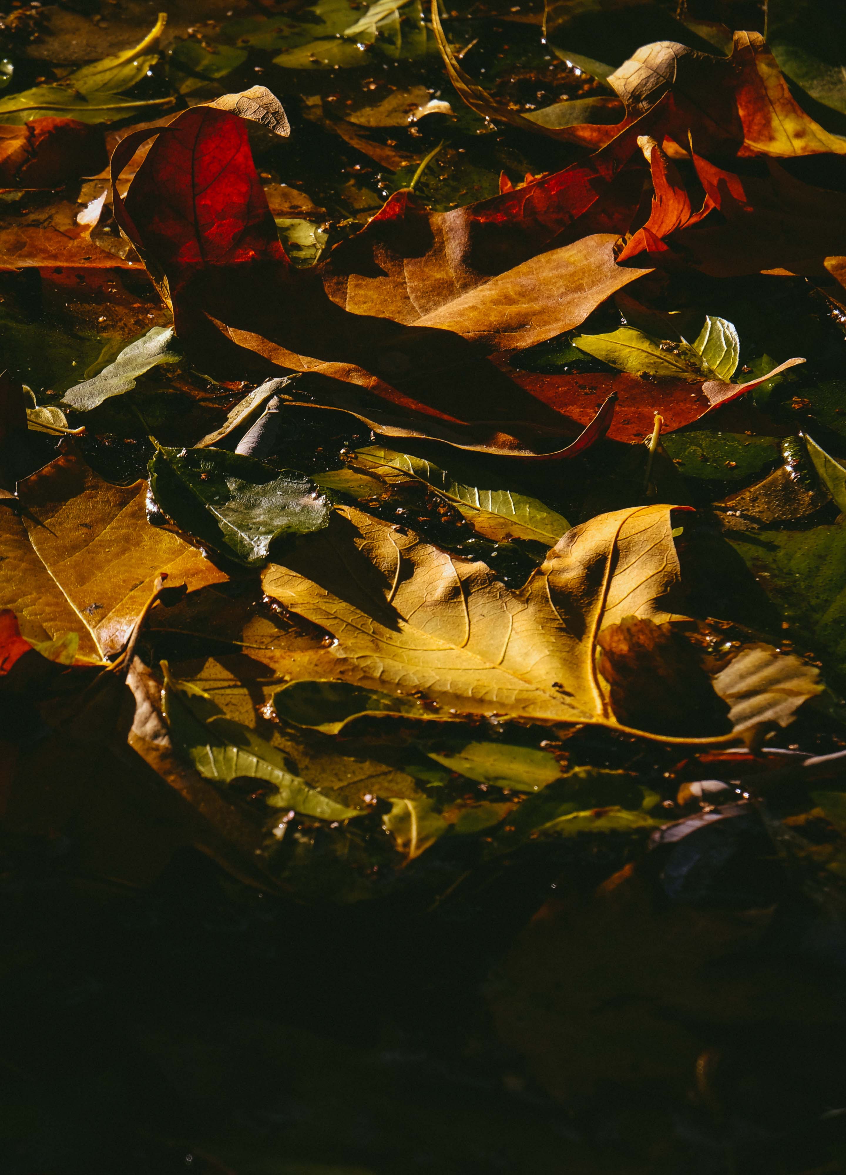 Download mobile wallpaper Nature, Fallen, Leaves, Wet, Autumn, Dark for free.