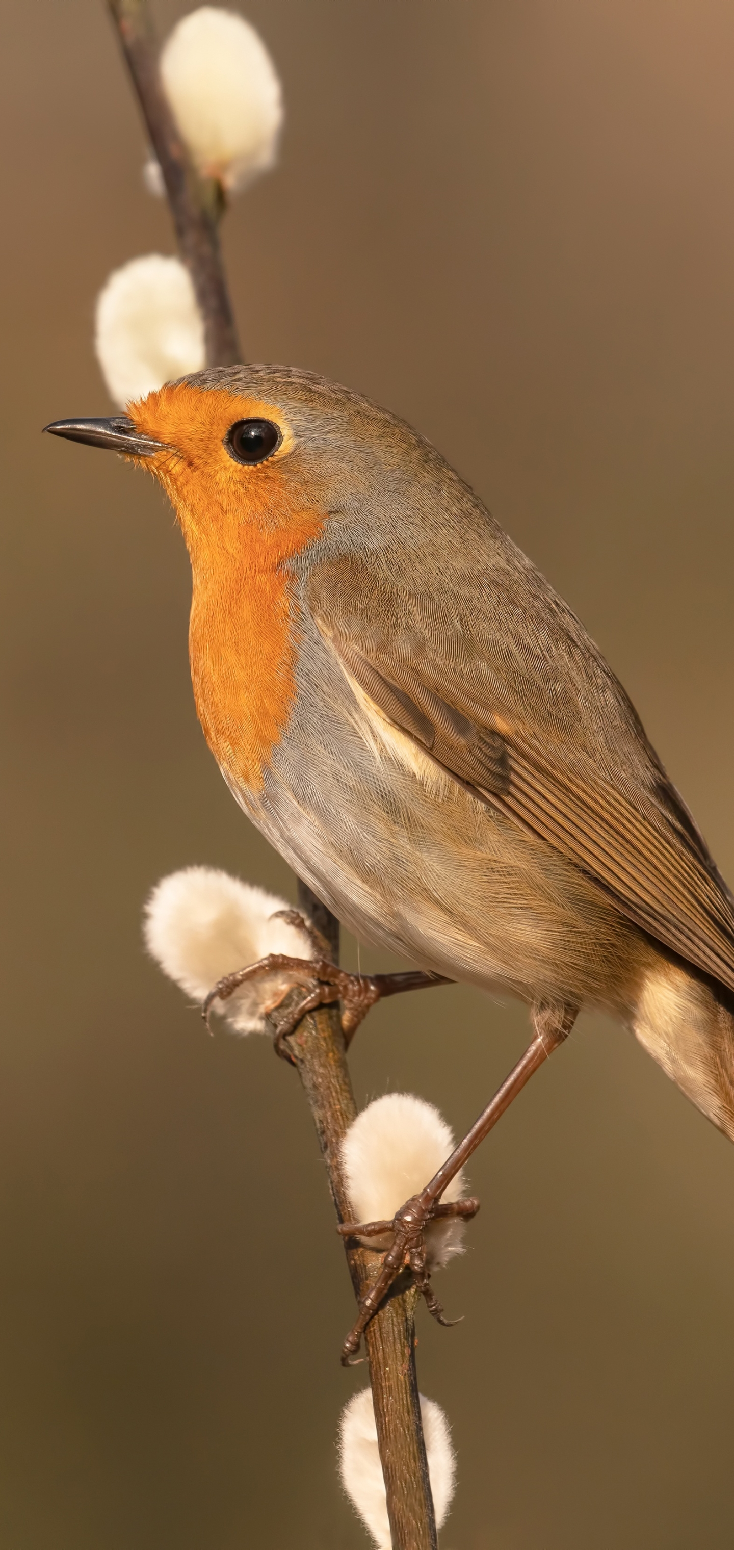 Download mobile wallpaper Birds, Bird, Animal, Robin for free.