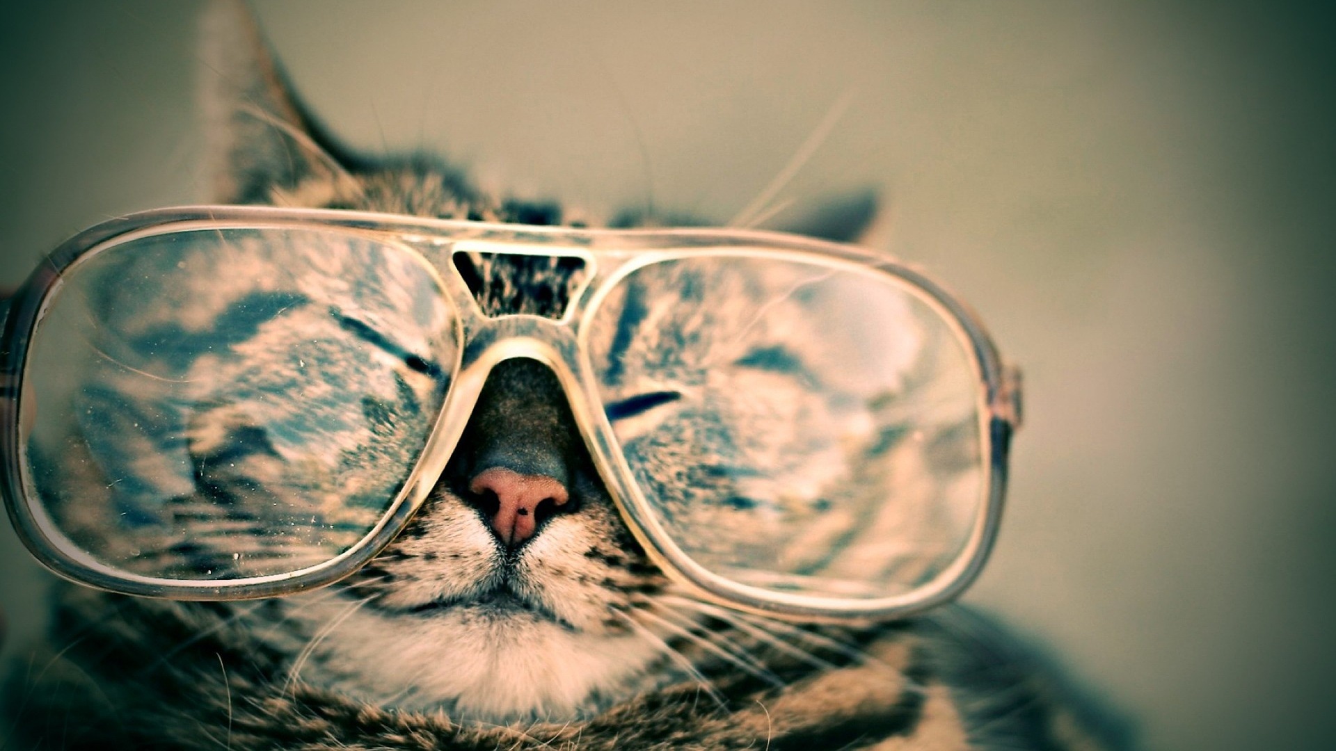 Download mobile wallpaper Cats, Cat, Animal, Glasses for free.