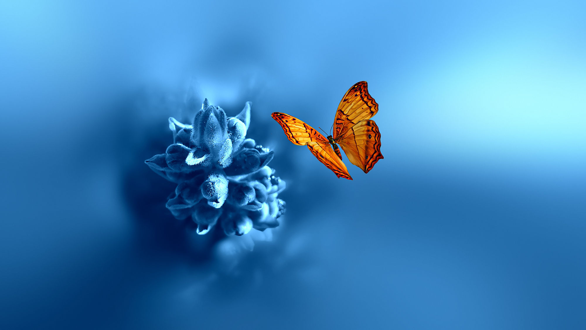 Free download wallpaper Flower, Butterfly, Animal on your PC desktop