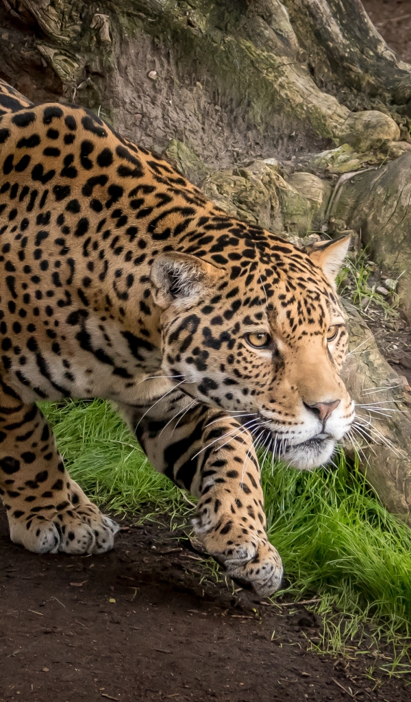 Descarga gratuita de fondo de pantalla para móvil de Animales, Gatos, Jaguar.