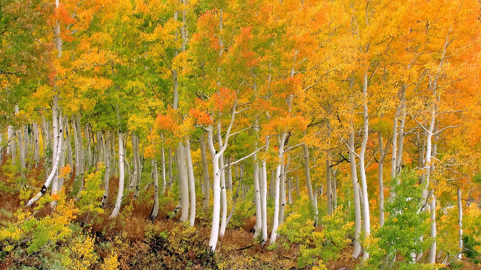 Handy-Wallpaper Herbst, Birken, Wald, Baum, Erde/natur kostenlos herunterladen.