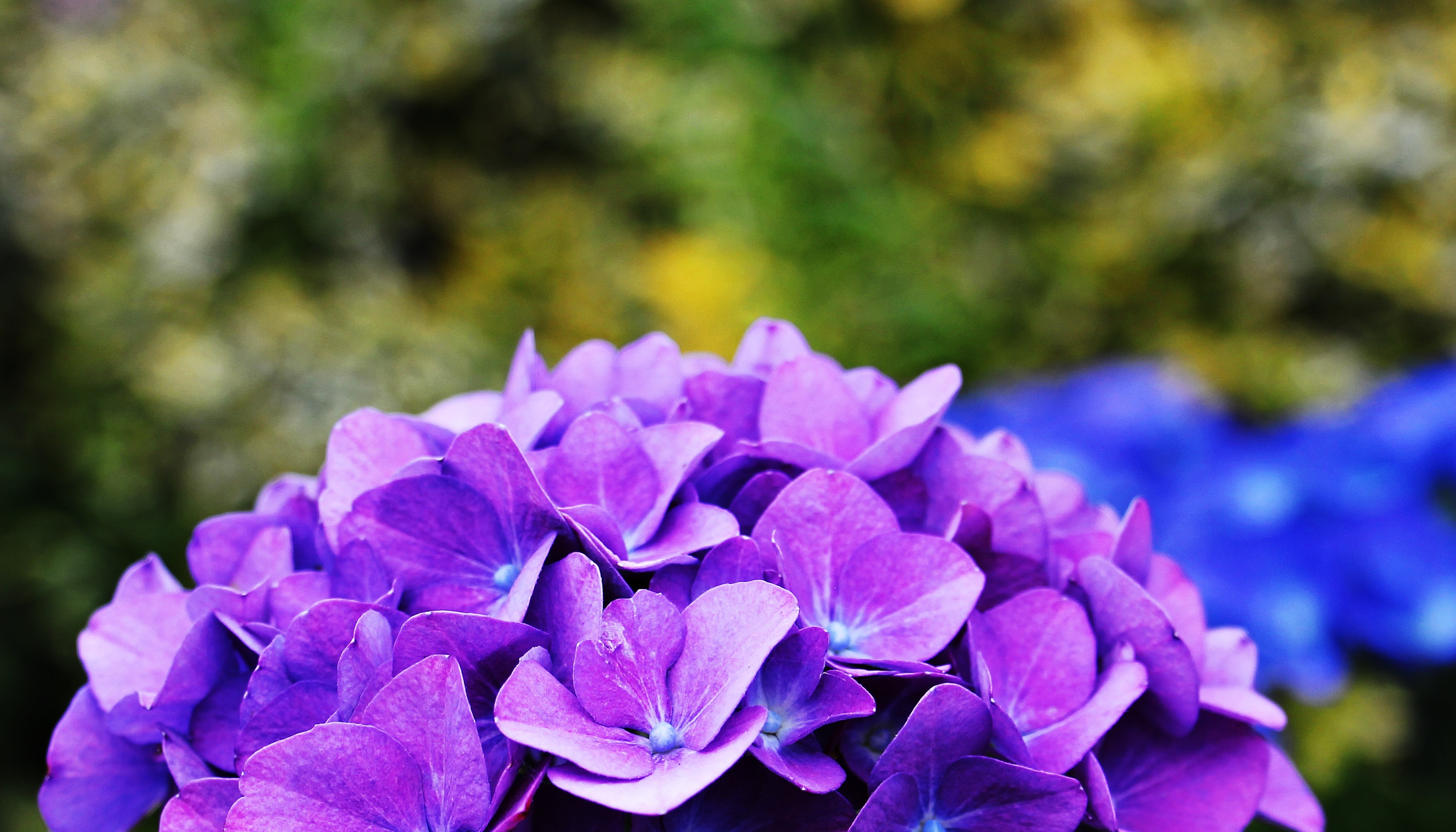 Download mobile wallpaper Nature, Flowers, Flower, Earth, Bokeh, Hydrangea, Purple Flower for free.