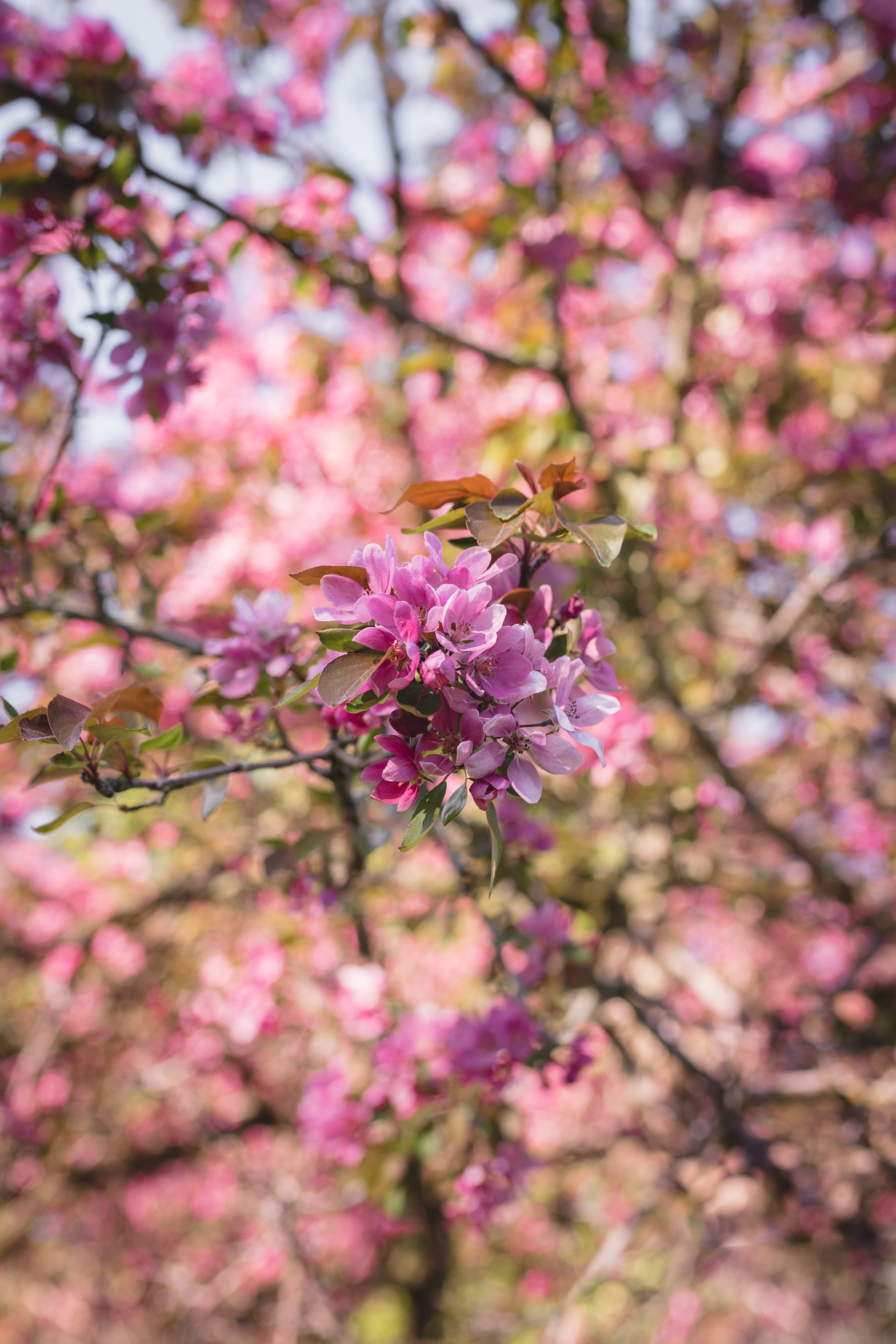 Download mobile wallpaper Flowering, Bloom, Branch, Flowers, Pink, Garden for free.