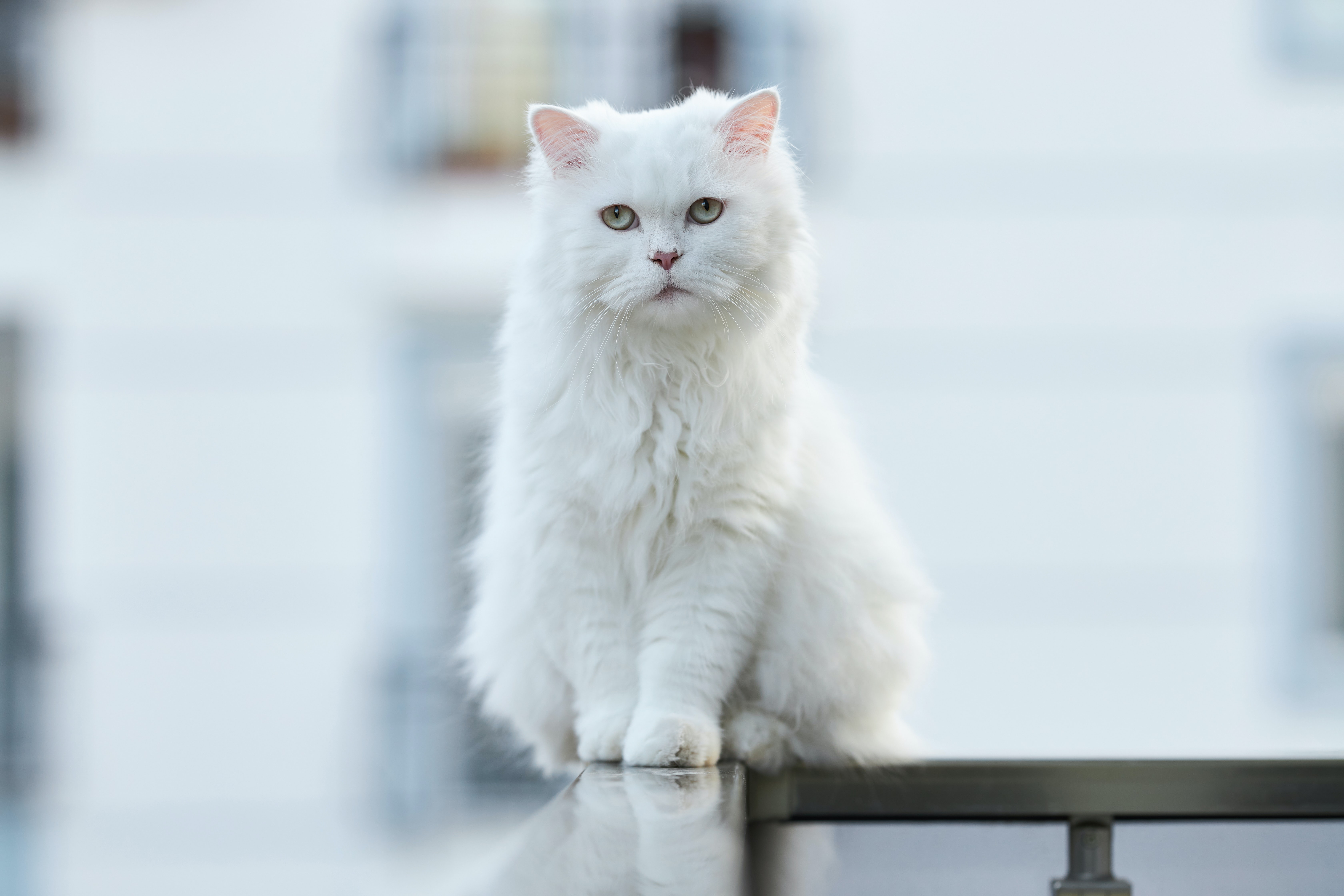 Free download wallpaper Fluffy, Pet, Opinion, Sight, Animals, Cat on your PC desktop