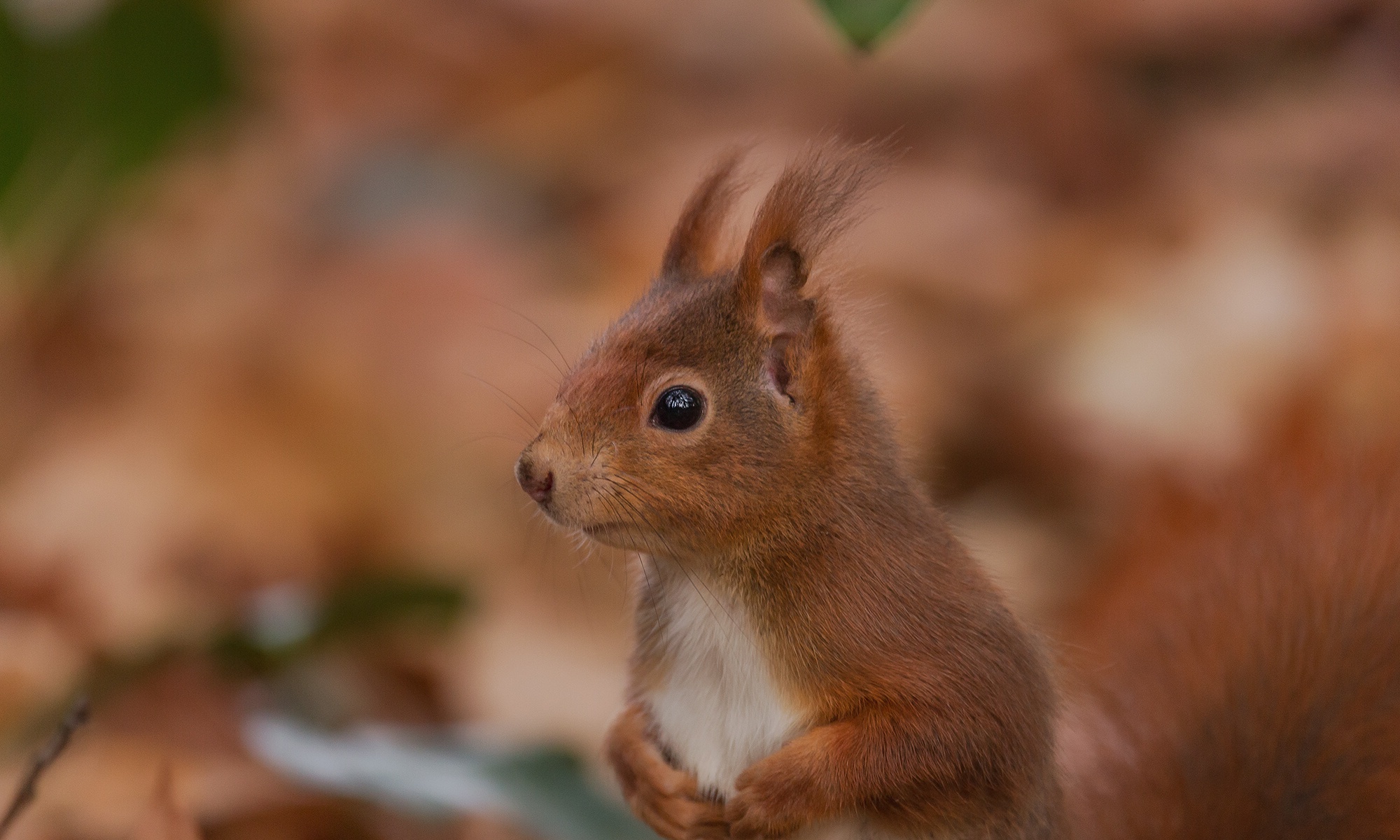 Download mobile wallpaper Squirrel, Blur, Close Up, Animal, Rodent for free.
