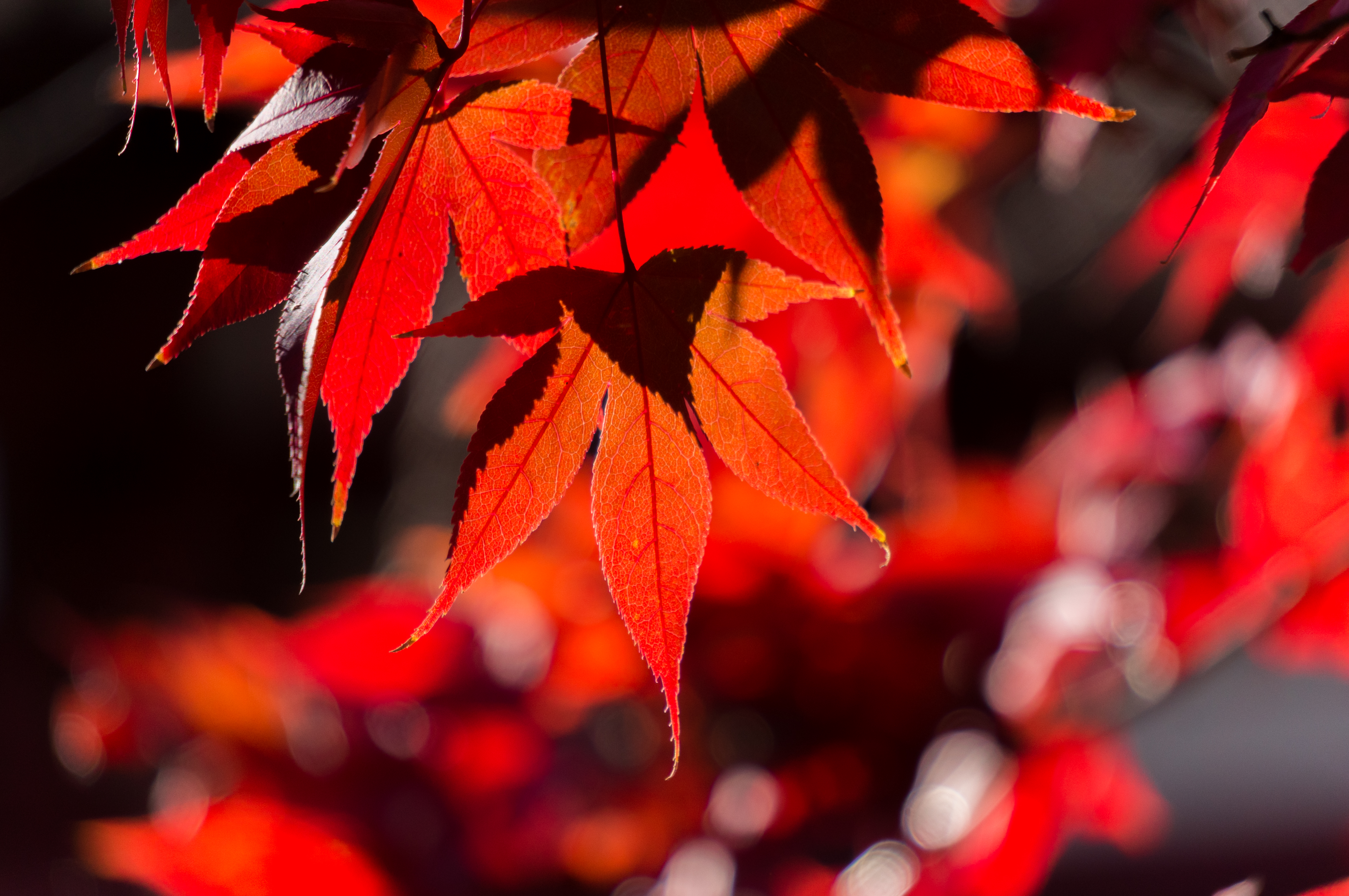 148631 télécharger l'image feuilles, automne, érable, rouge, macro, branche - fonds d'écran et économiseurs d'écran gratuits