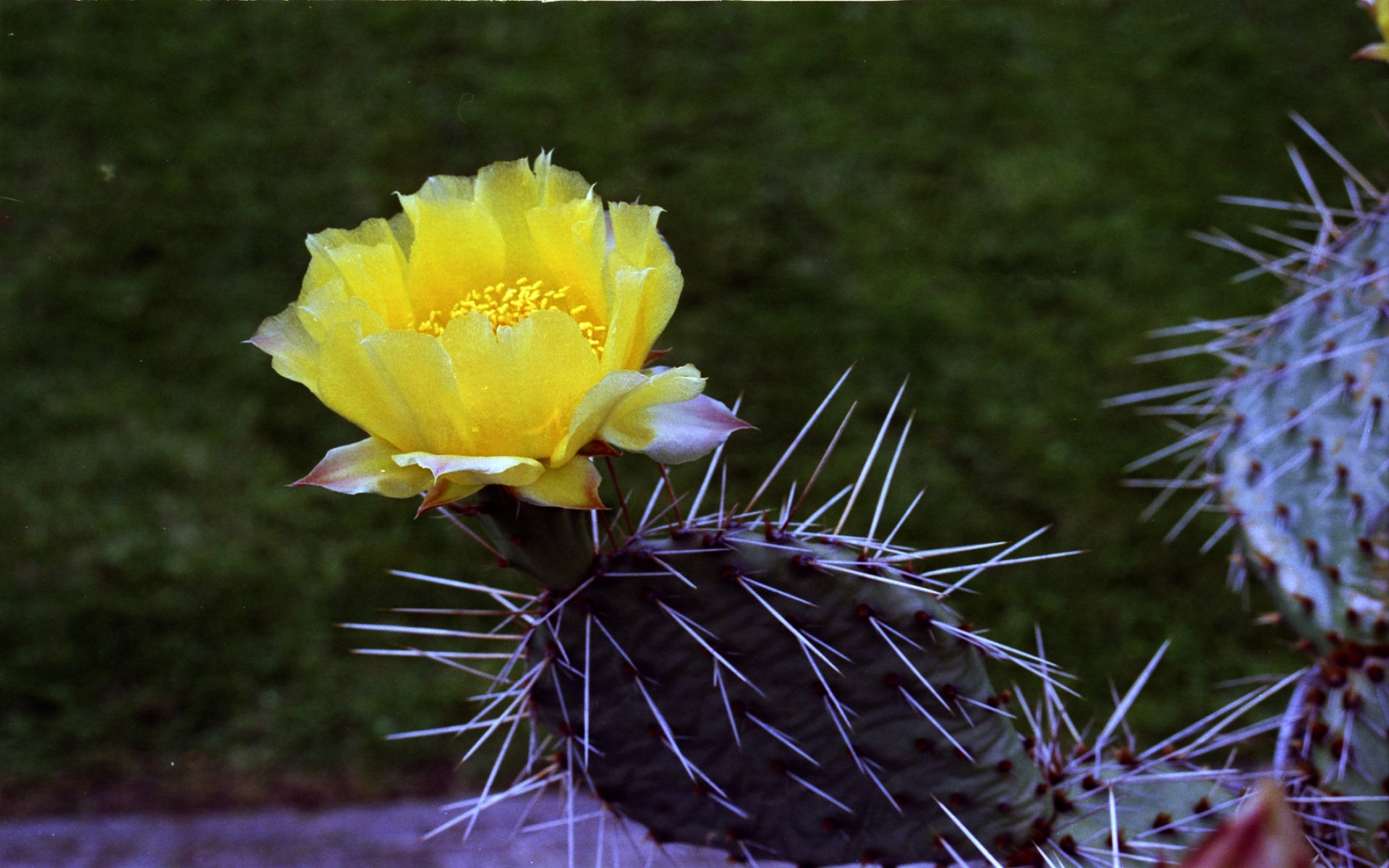 Free download wallpaper Flower, Earth, Cactus, Yellow Flower on your PC desktop