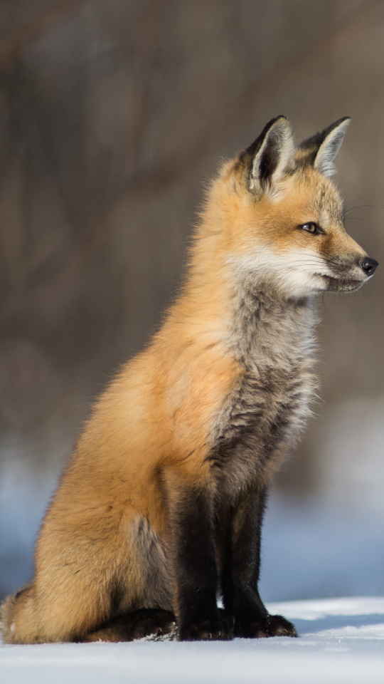 Handy-Wallpaper Tiere, Schnee, Fuchs, Bokeh kostenlos herunterladen.