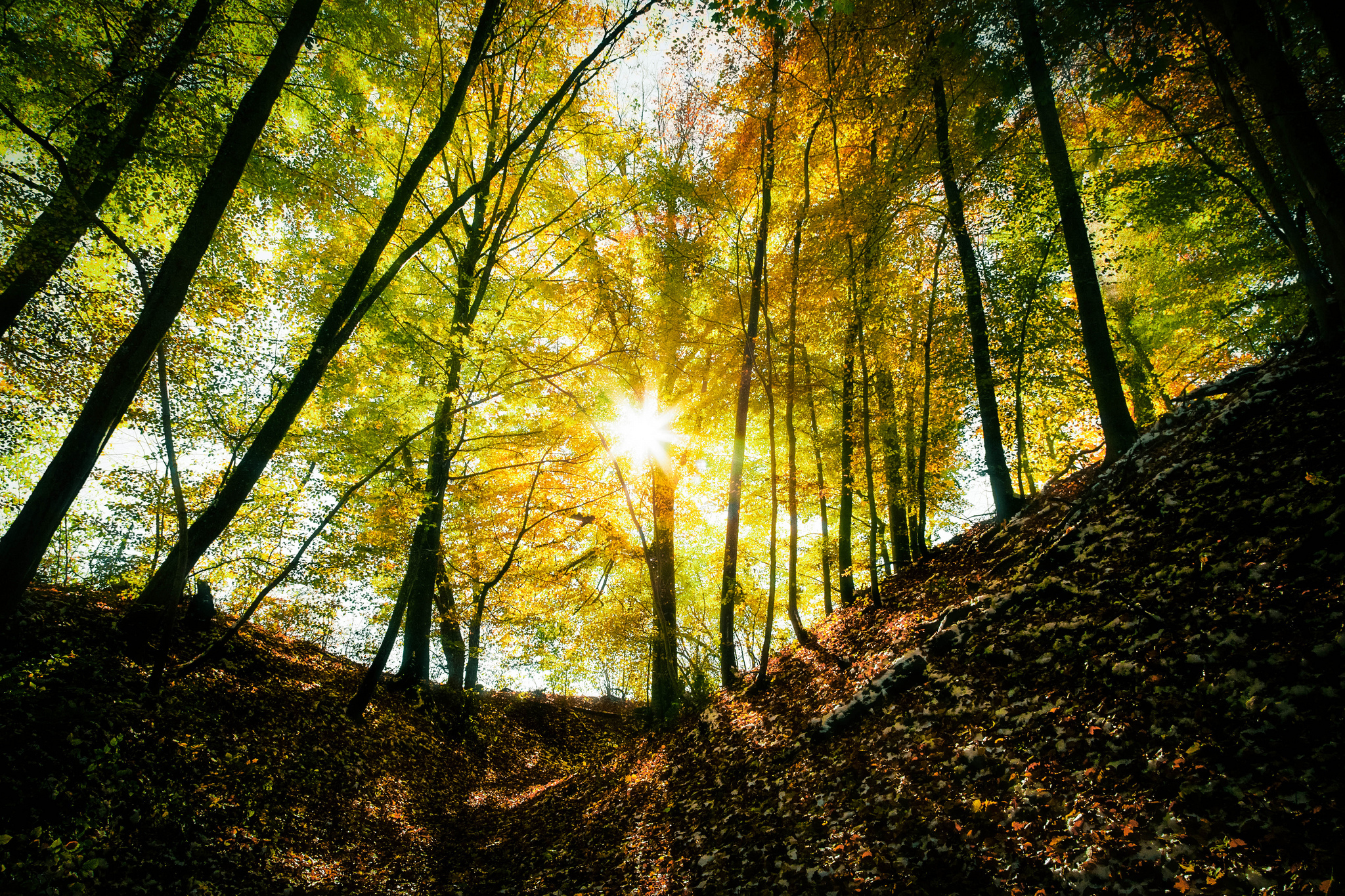 Download mobile wallpaper Sun, Forest, Tree, Leaf, Fall, Earth, Sunbeam for free.