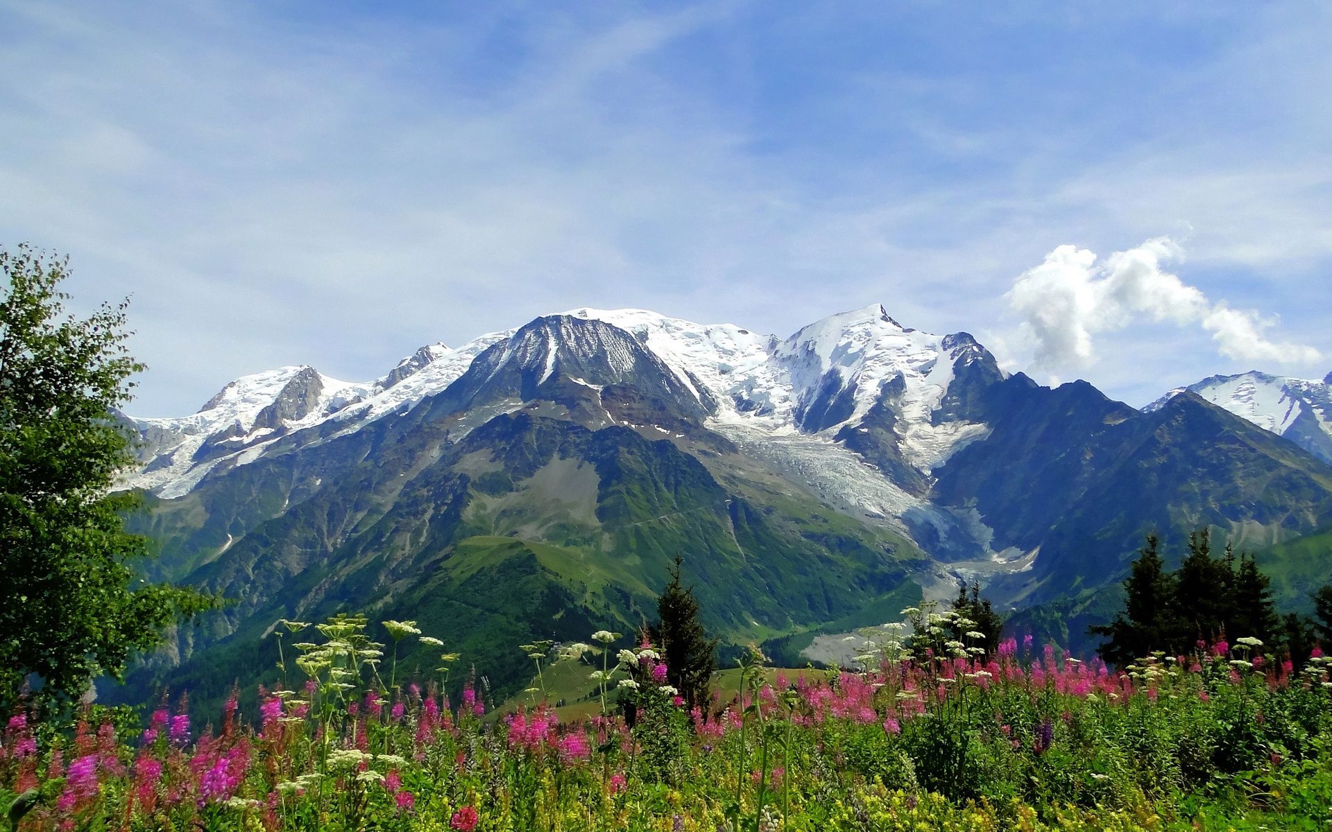 Free HD tops, alps, nature, flowers, mountains, summer, vertex, freshness