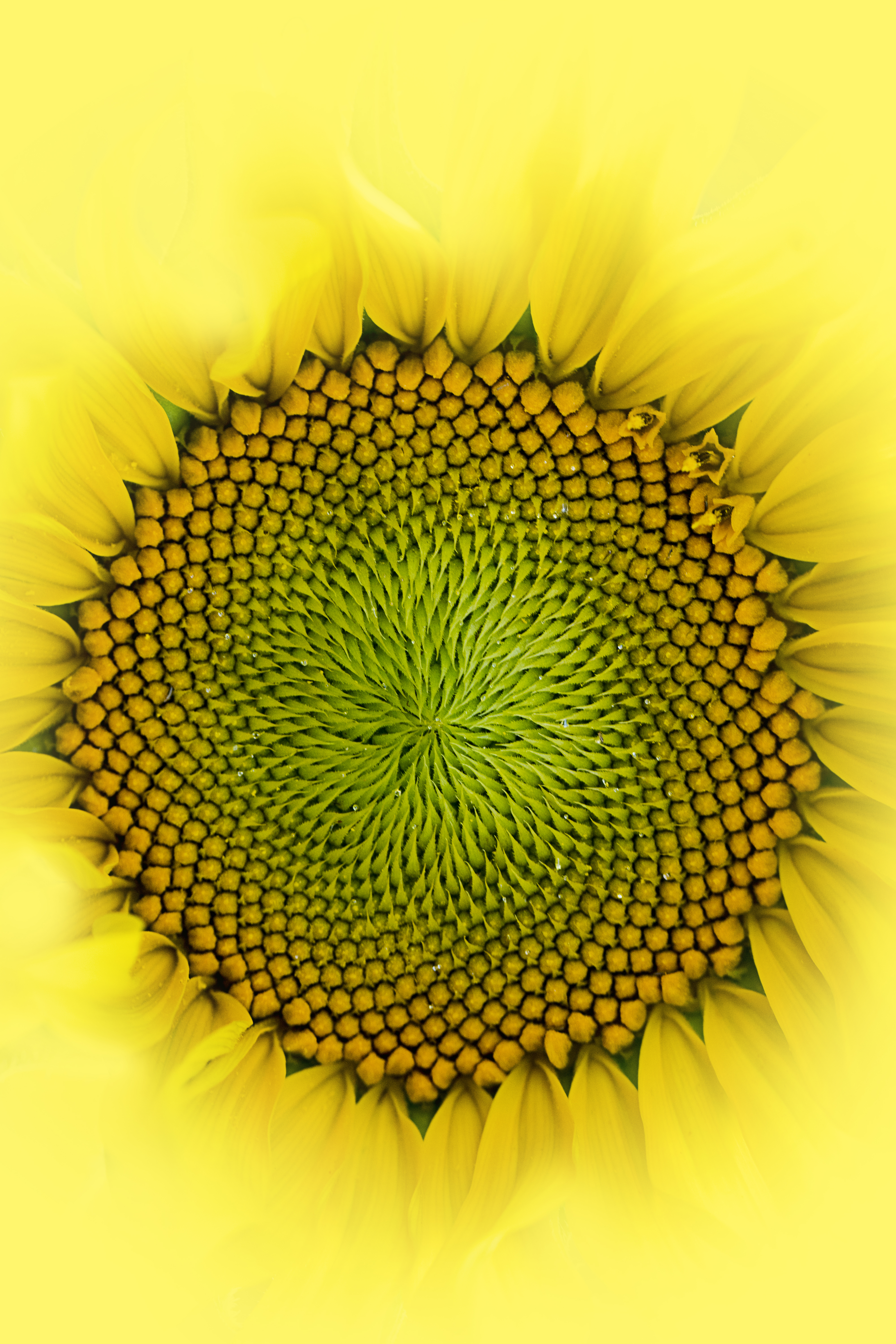 無料モバイル壁紙滴, 大きい, マクロ, 花びら, 花, 黄色, 向日葵, ひまわりをダウンロードします。
