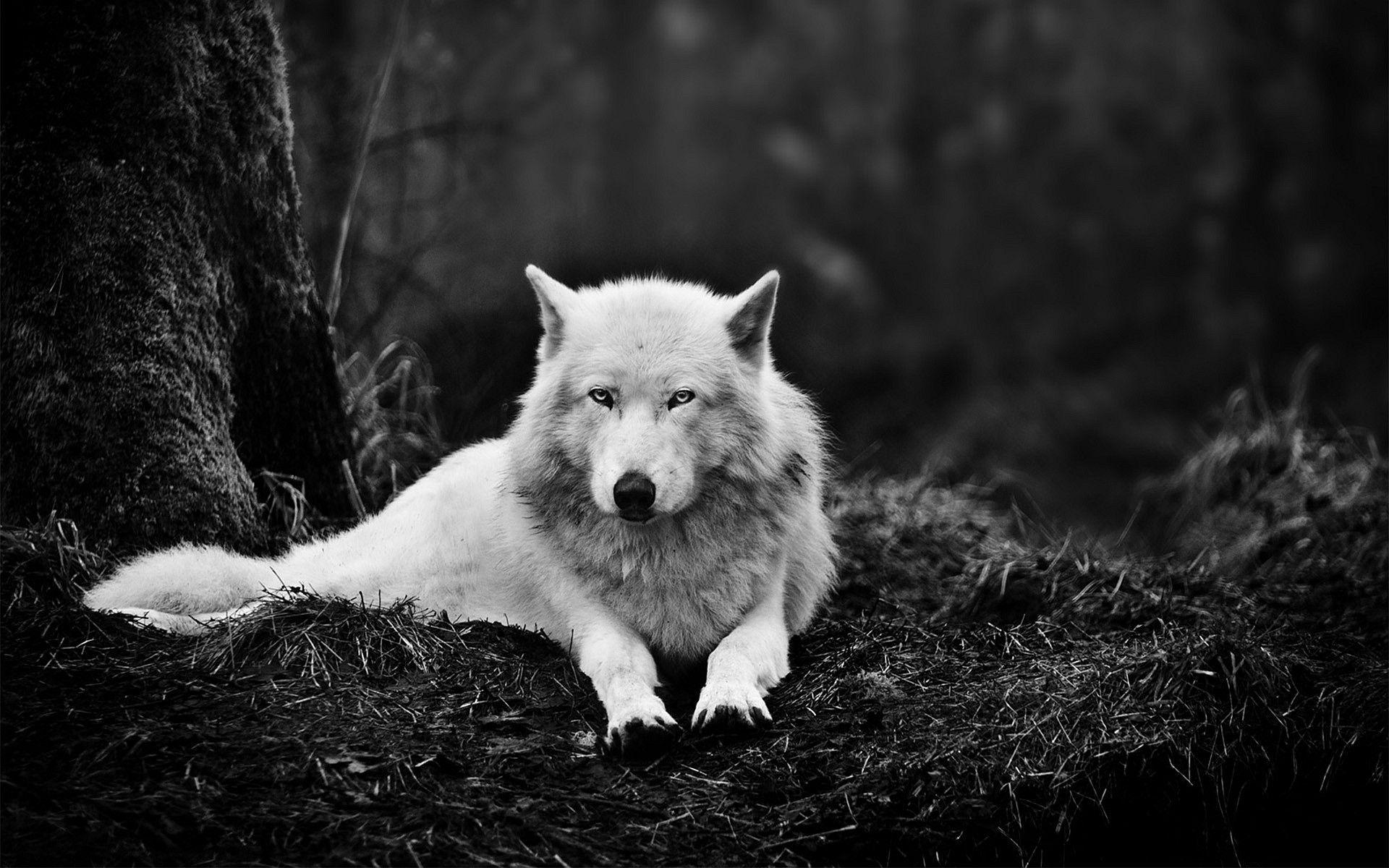 Download mobile wallpaper Wolf, Animal, Black & White, Lying Down, Wolves for free.