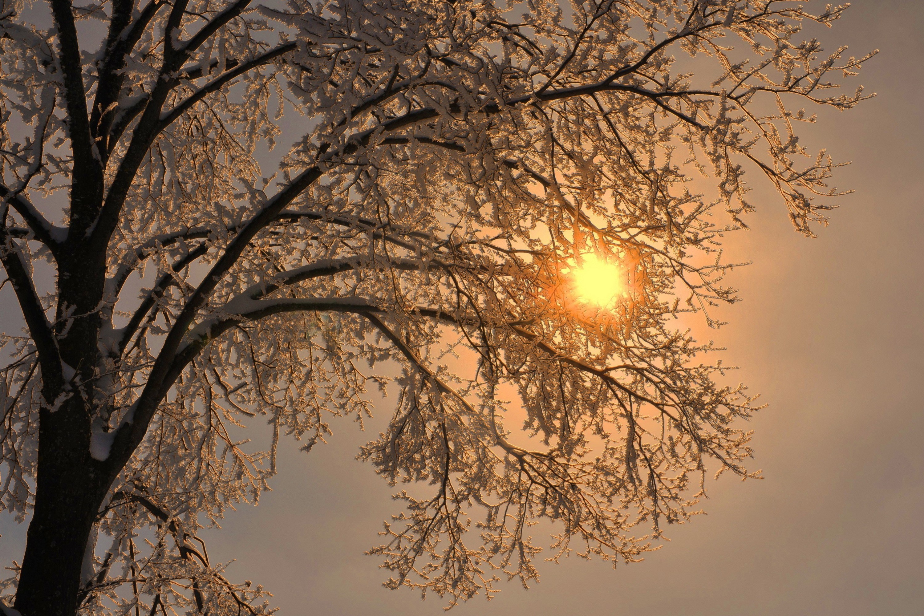 Download mobile wallpaper Winter, Sunset, Tree, Earth for free.