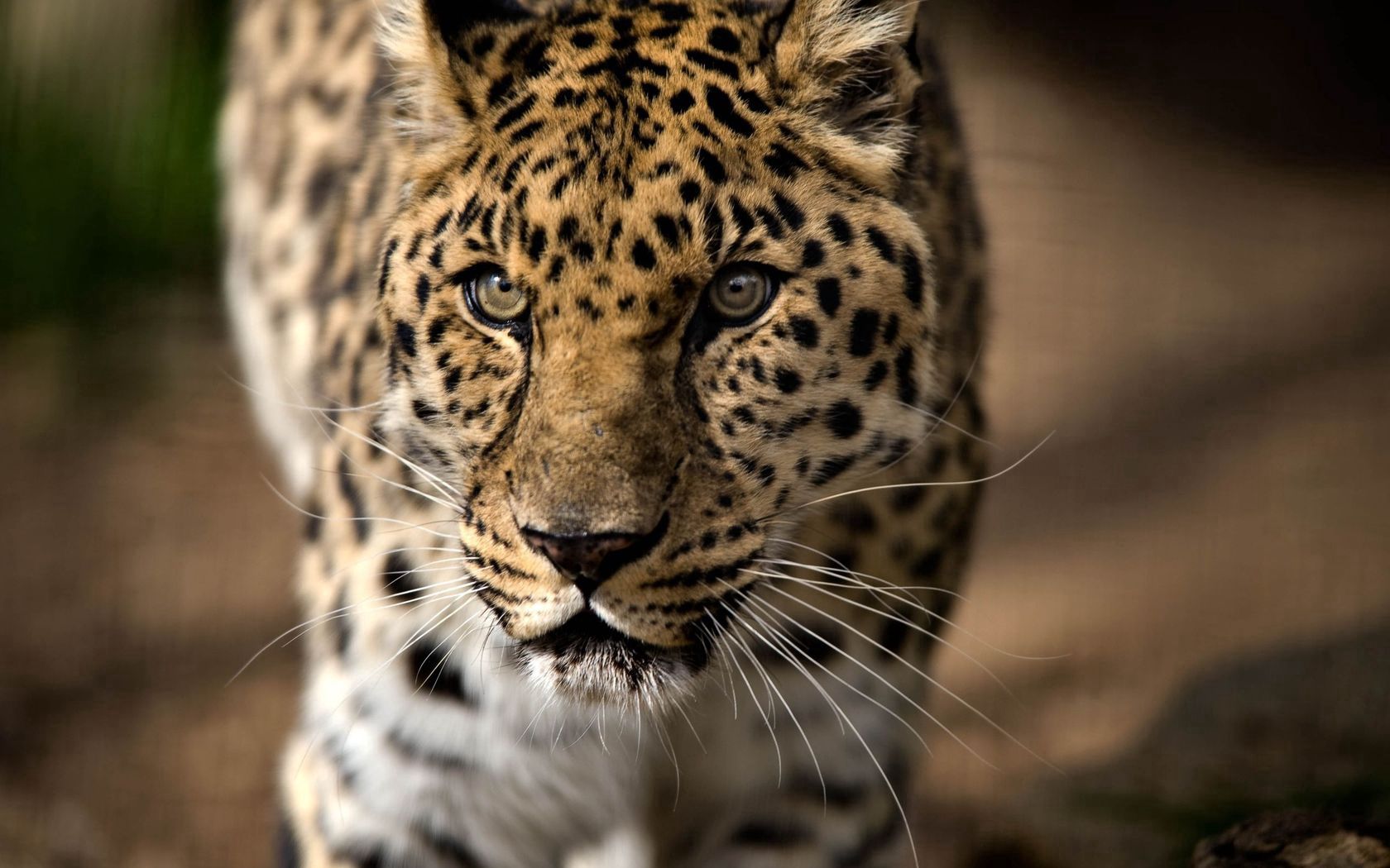 140190 télécharger le fond d'écran animaux, léopard, agression, prédateur, gros chat, fauve, vue, opinion - économiseurs d'écran et images gratuitement