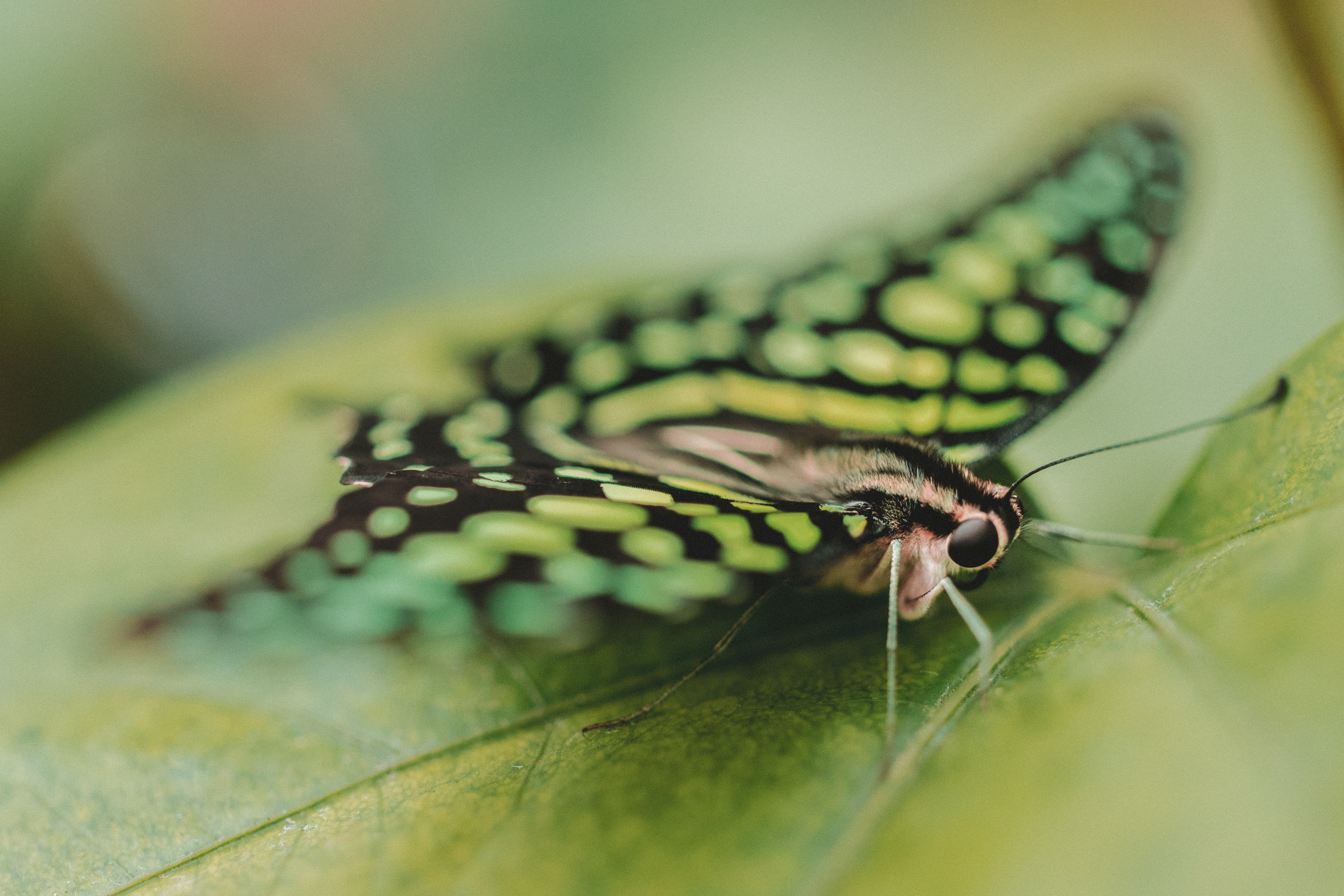 Download mobile wallpaper Macro, Close Up, Eyes, Butterfly for free.