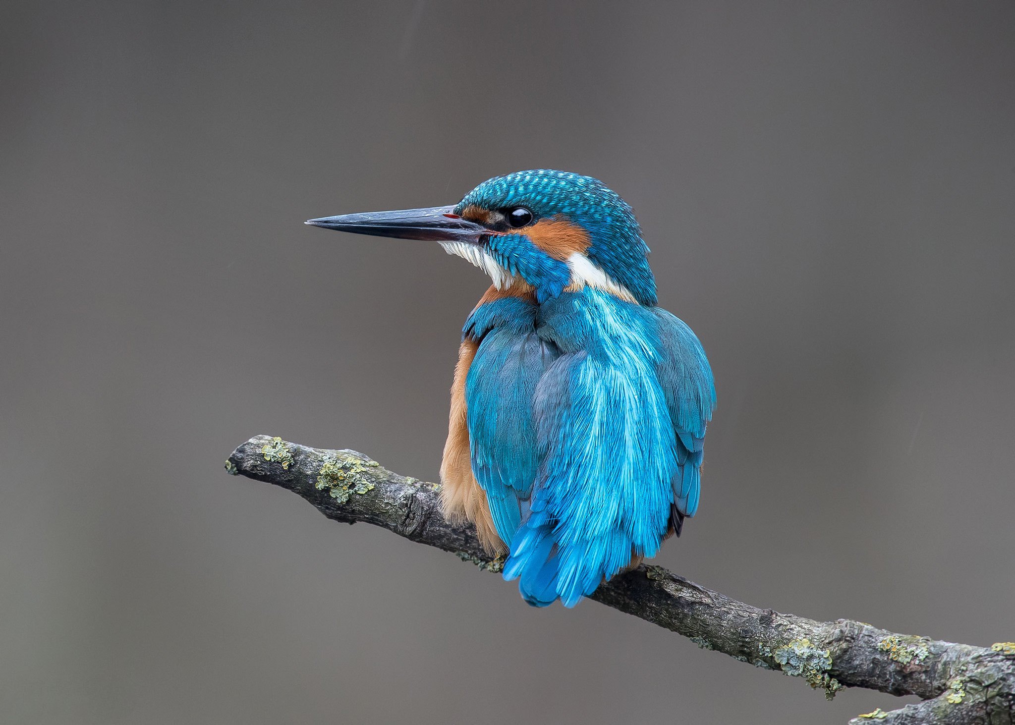 Free download wallpaper Birds, Bird, Animal, Kingfisher on your PC desktop