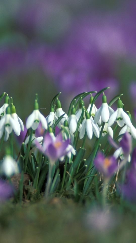 Handy-Wallpaper Blumen, Blume, Erde/natur kostenlos herunterladen.