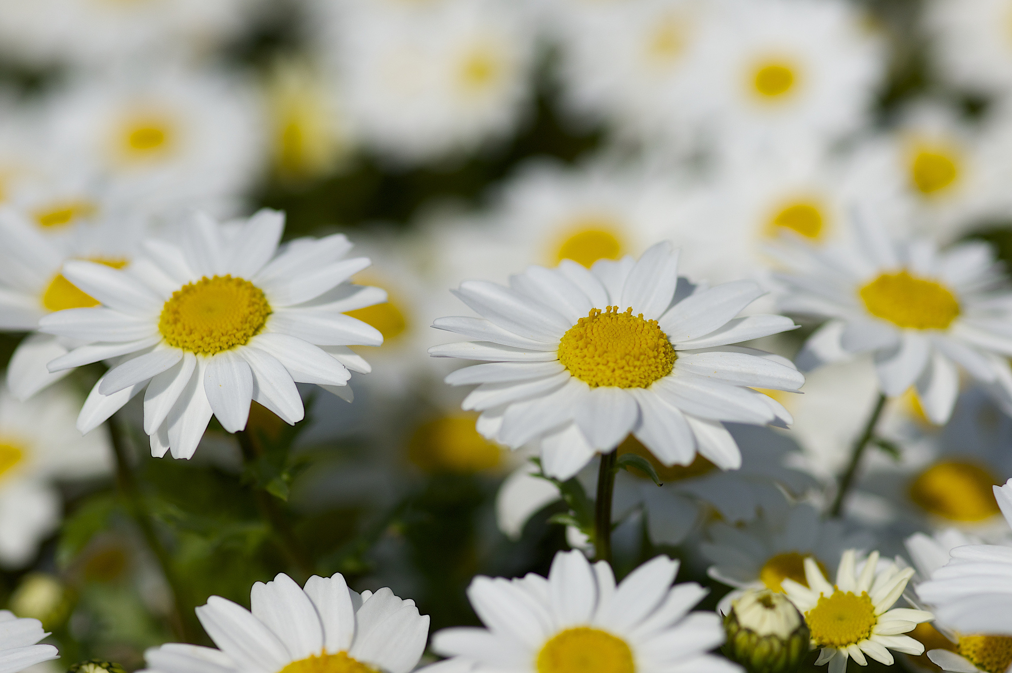 Free download wallpaper Flowers, Earth, Daisy on your PC desktop