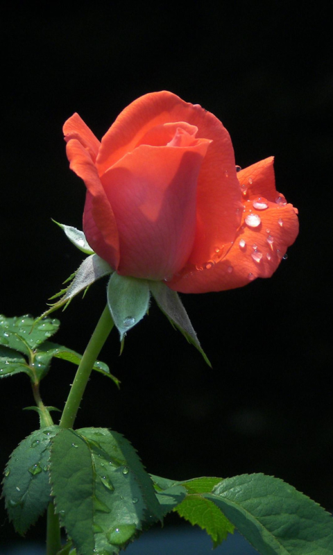 Descarga gratuita de fondo de pantalla para móvil de Flores, Rosa, Tierra/naturaleza.