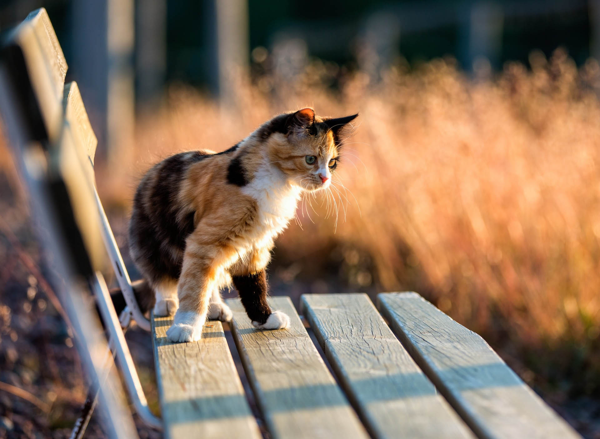 Laden Sie das Katze, Katzen, Tiere-Bild kostenlos auf Ihren PC-Desktop herunter