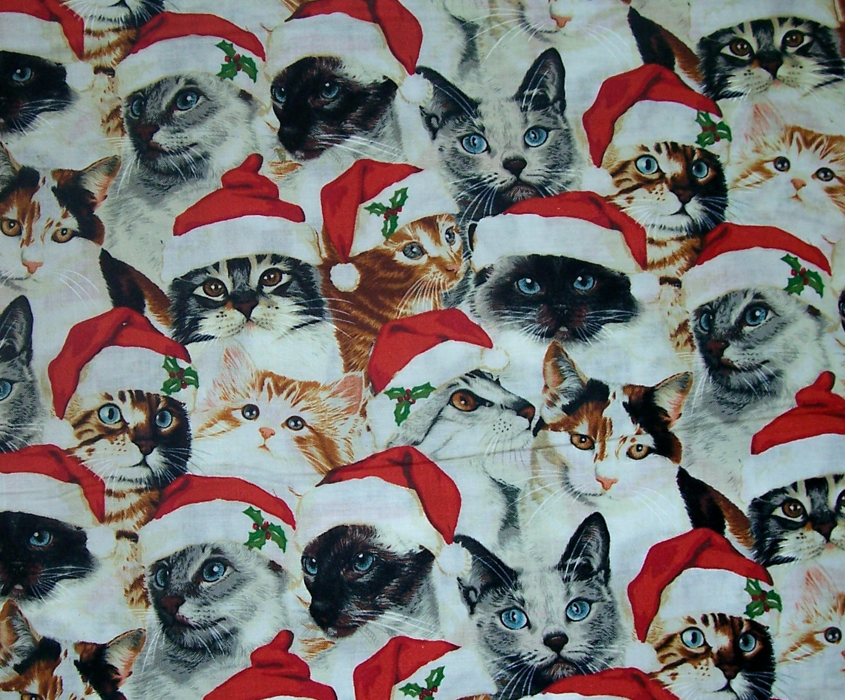 PCデスクトップに動物, クリスマス, ネコ, 猫, サンタハット画像を無料でダウンロード
