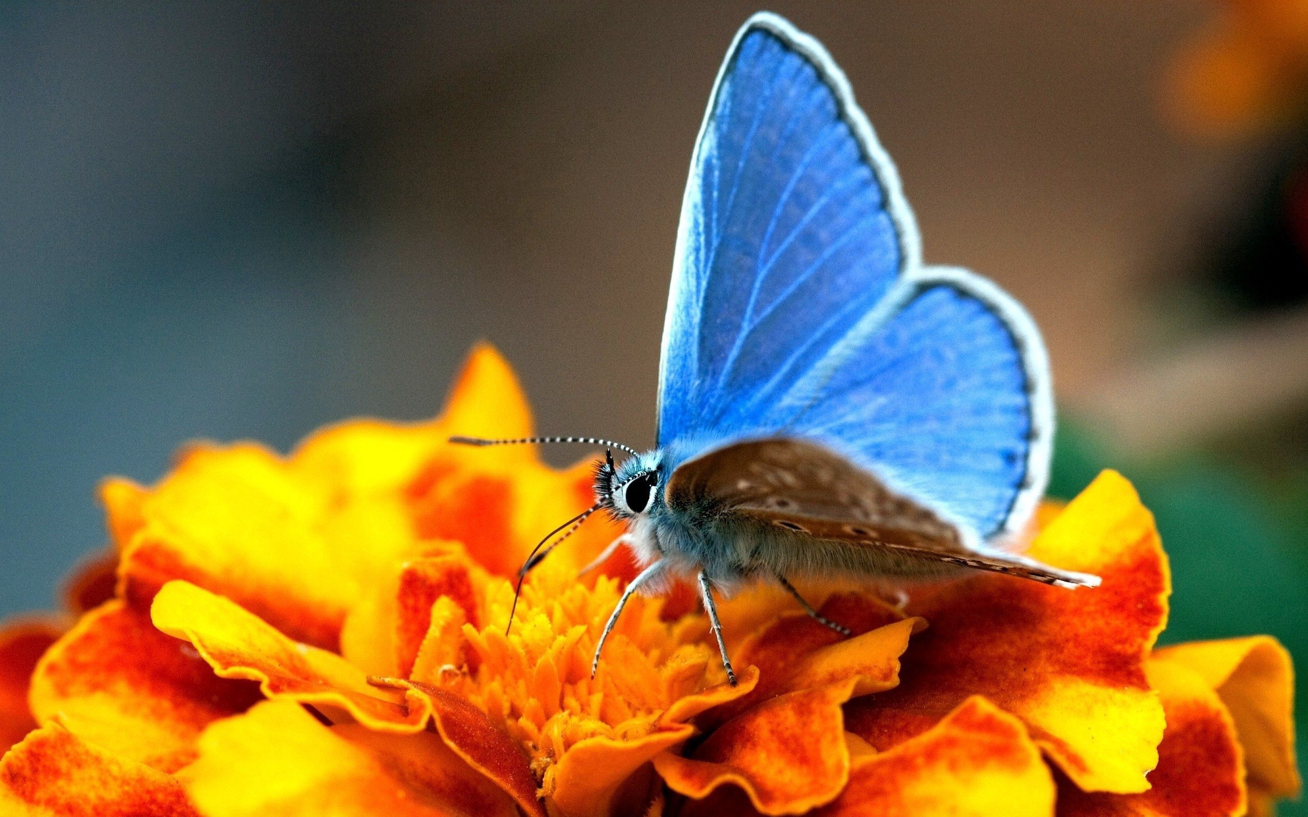 Free download wallpaper Macro, Surface, Wings, Butterfly on your PC desktop