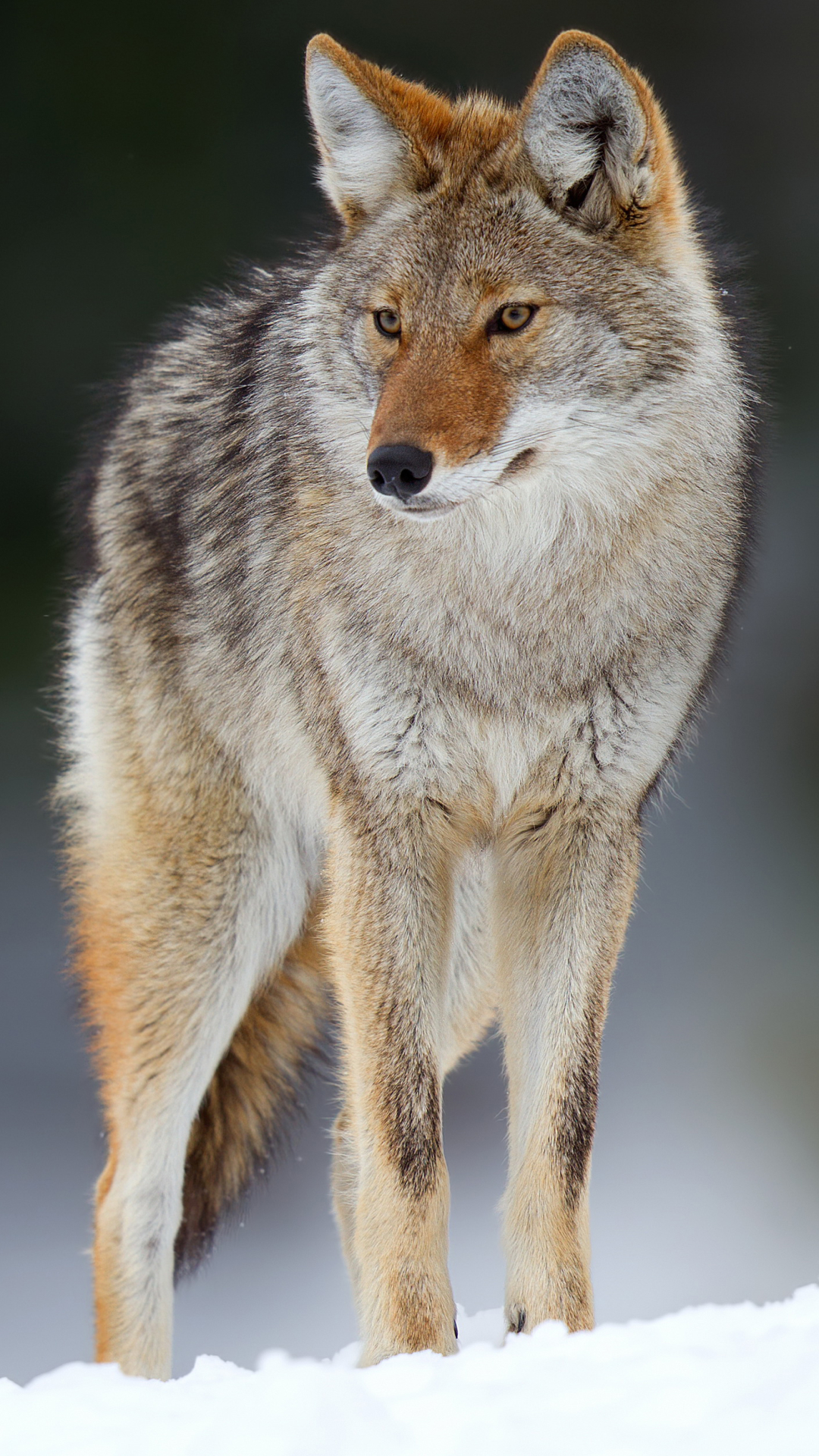 Download mobile wallpaper Animal, Coyote, Canine for free.