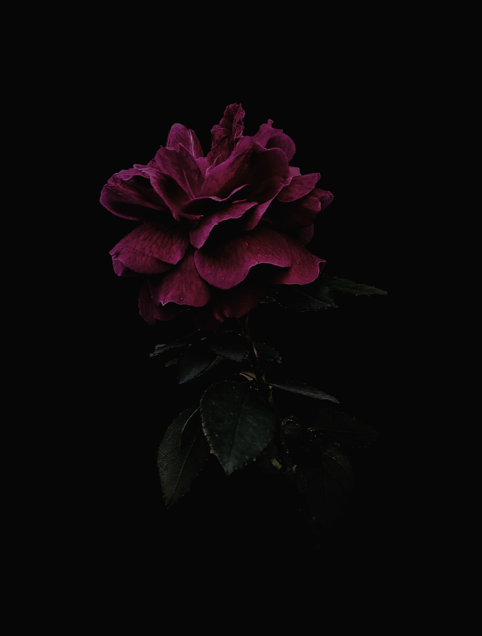 58066 скачать обои роза, черные, темный, цветок, розовый - заставки и картинки бесплатно