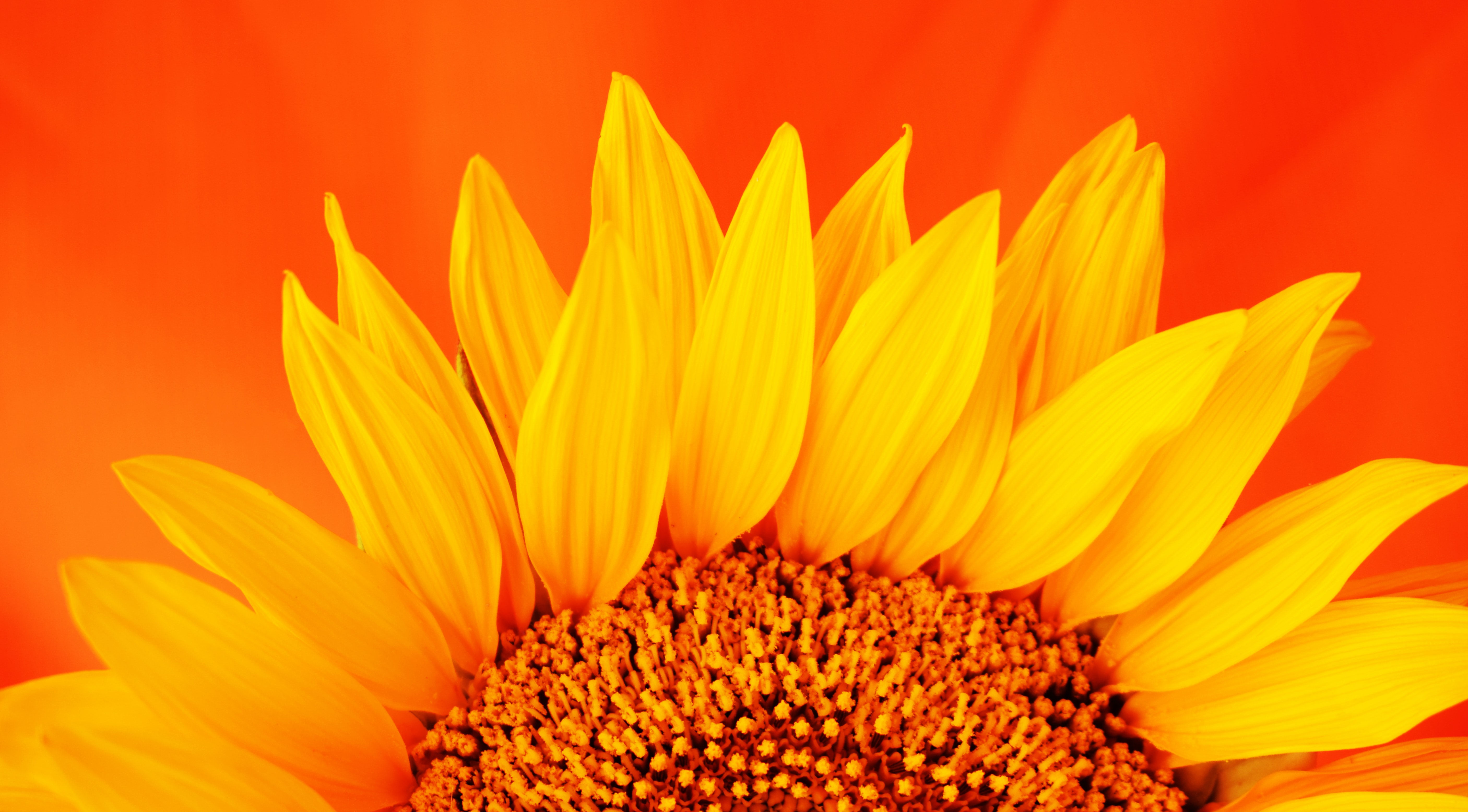 Download mobile wallpaper Macro, Petals, Sunflower, Flowers, Flower for free.