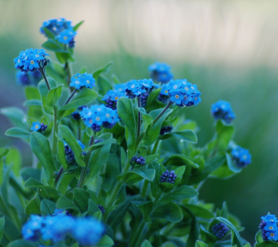 Descarga gratuita de fondo de pantalla para móvil de Flores, Flor, Tierra/naturaleza.