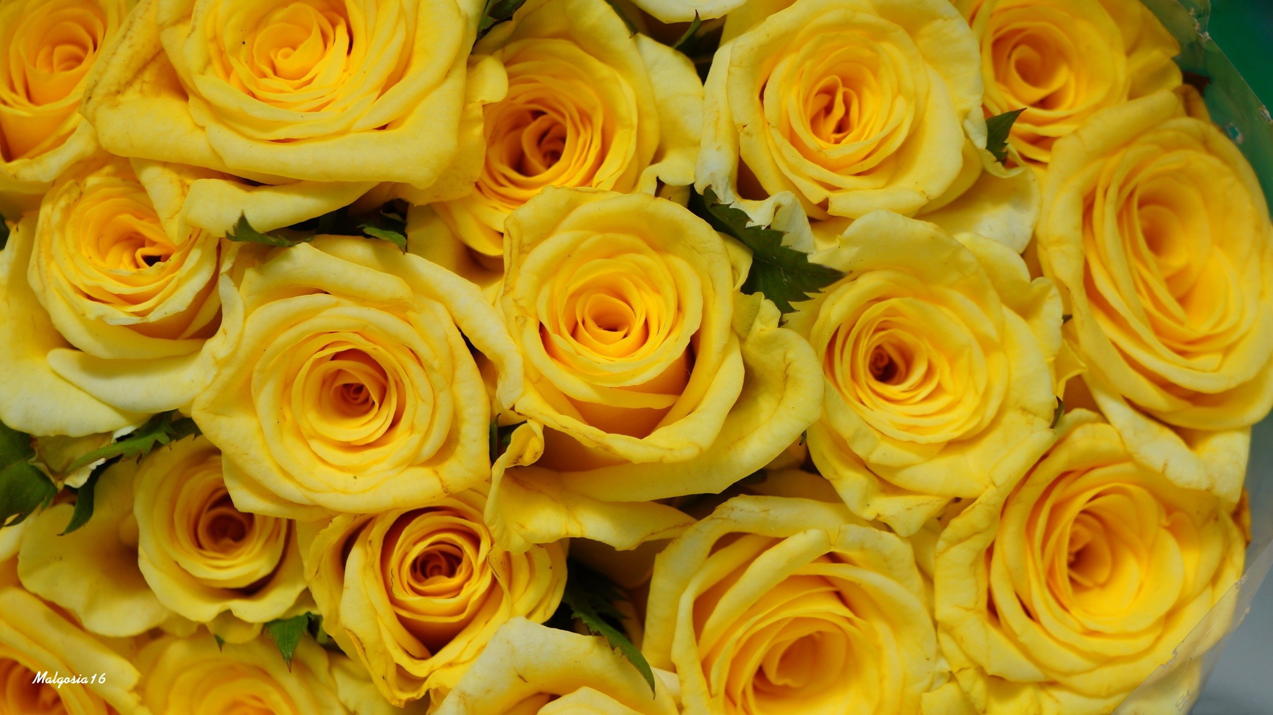 Download mobile wallpaper Flowers, Flower, Rose, Earth, Yellow Flower for free.