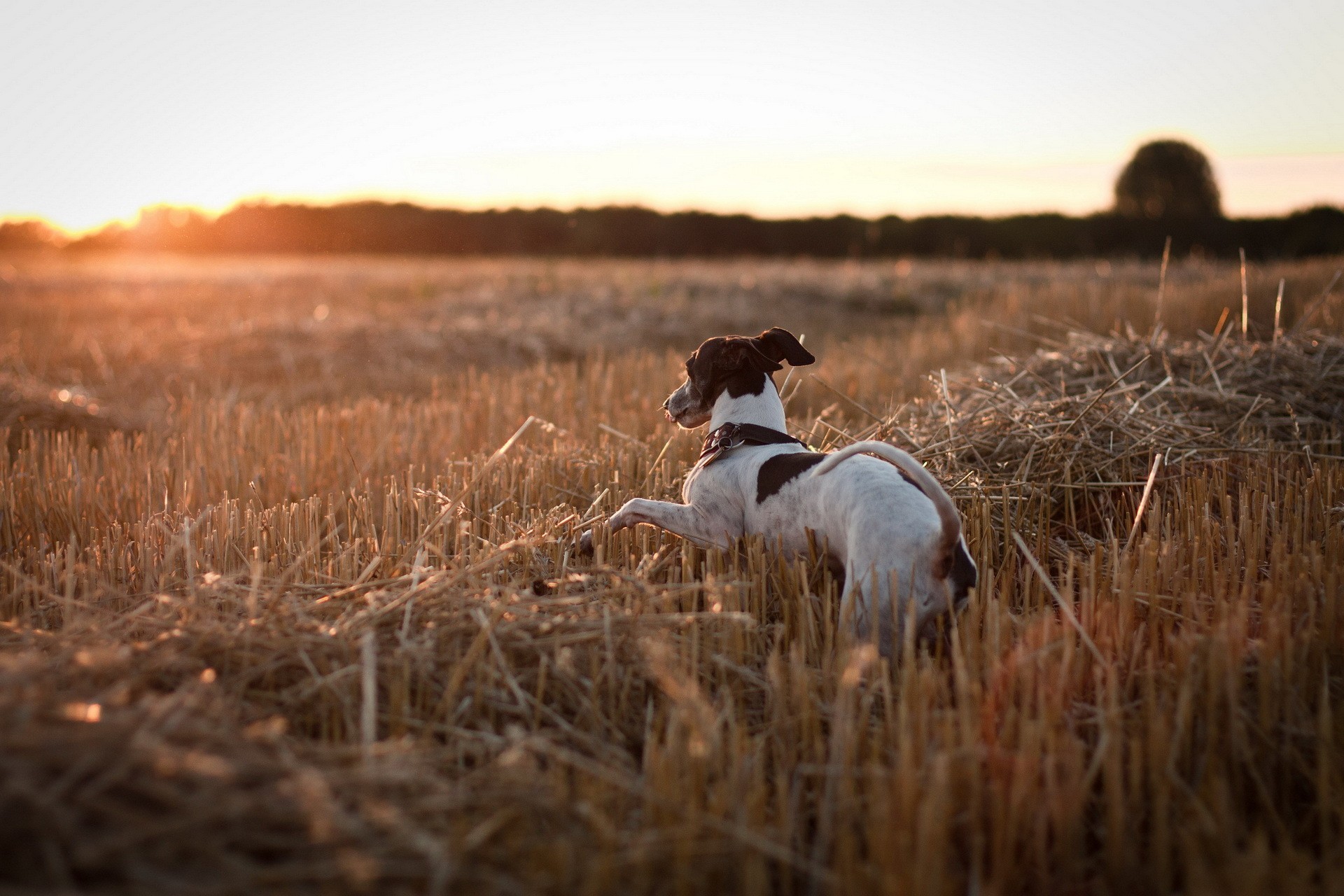 PCデスクトップに犬, 動物画像を無料でダウンロード