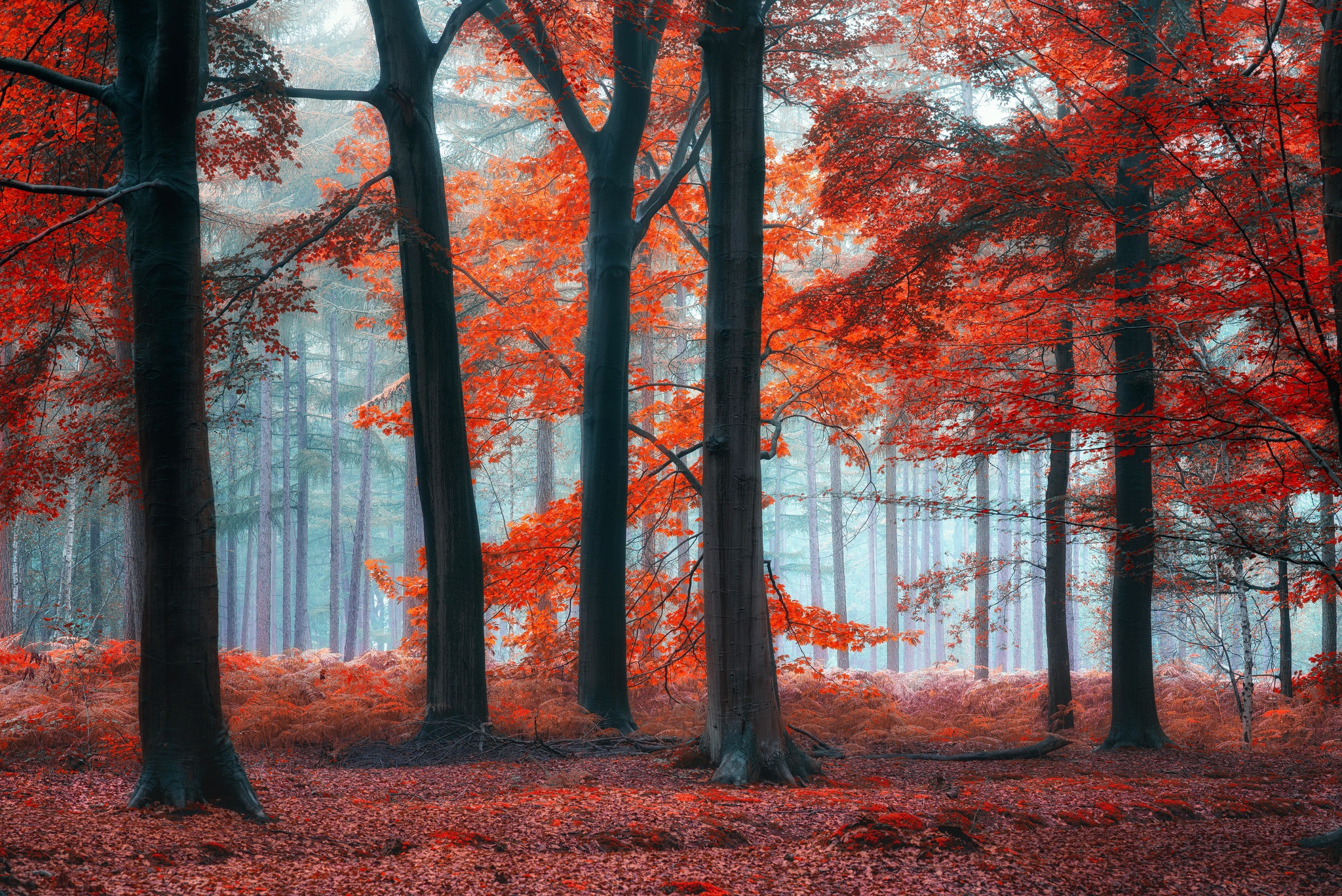 Скачать картинку Природа, Осень, Лес, Дерево, Туман, Земля/природа в телефон бесплатно.