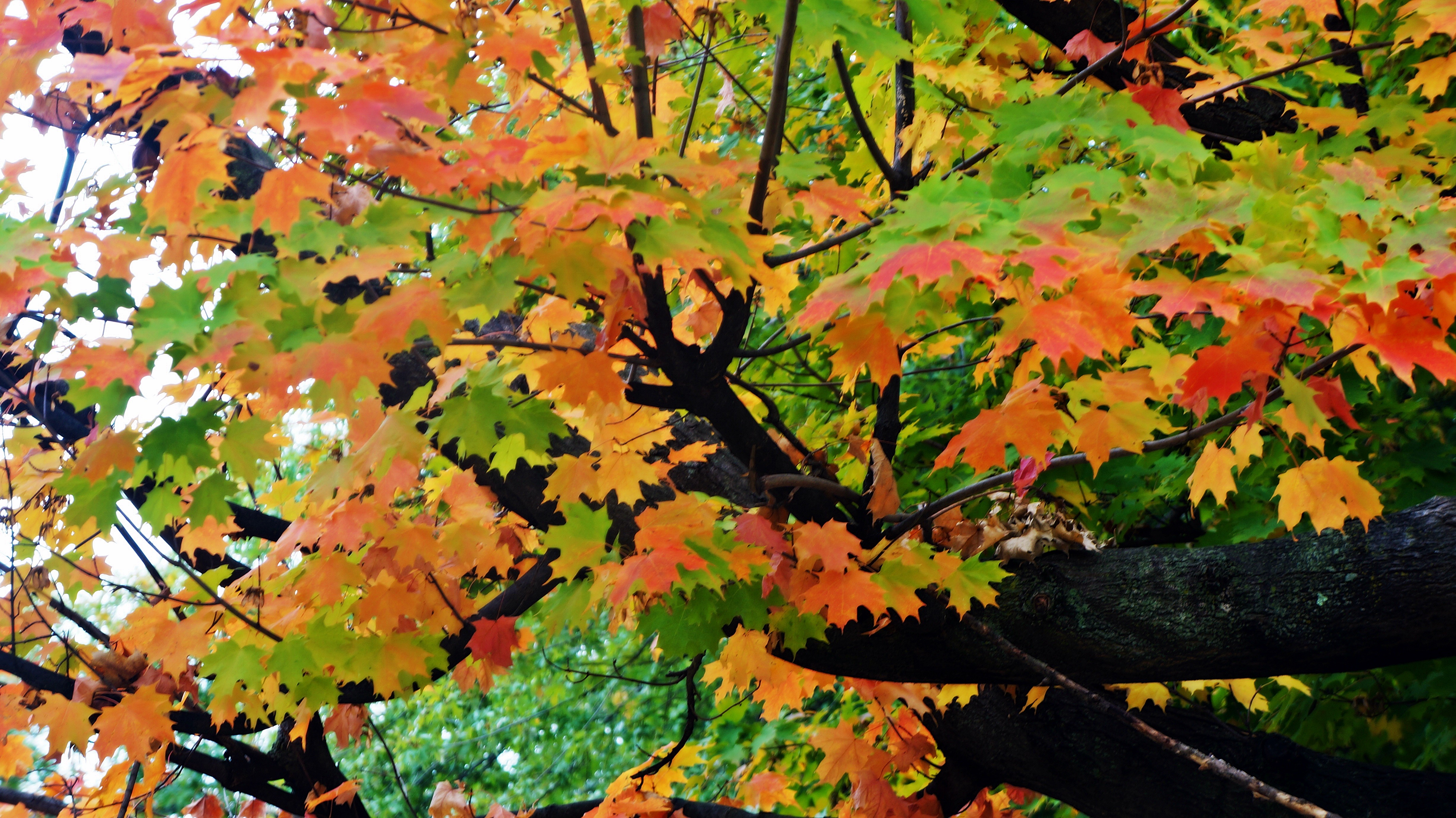 Скачать картинку Осень, Дерево, Кленовый Лист, Земля/природа, Ответвляться в телефон бесплатно.