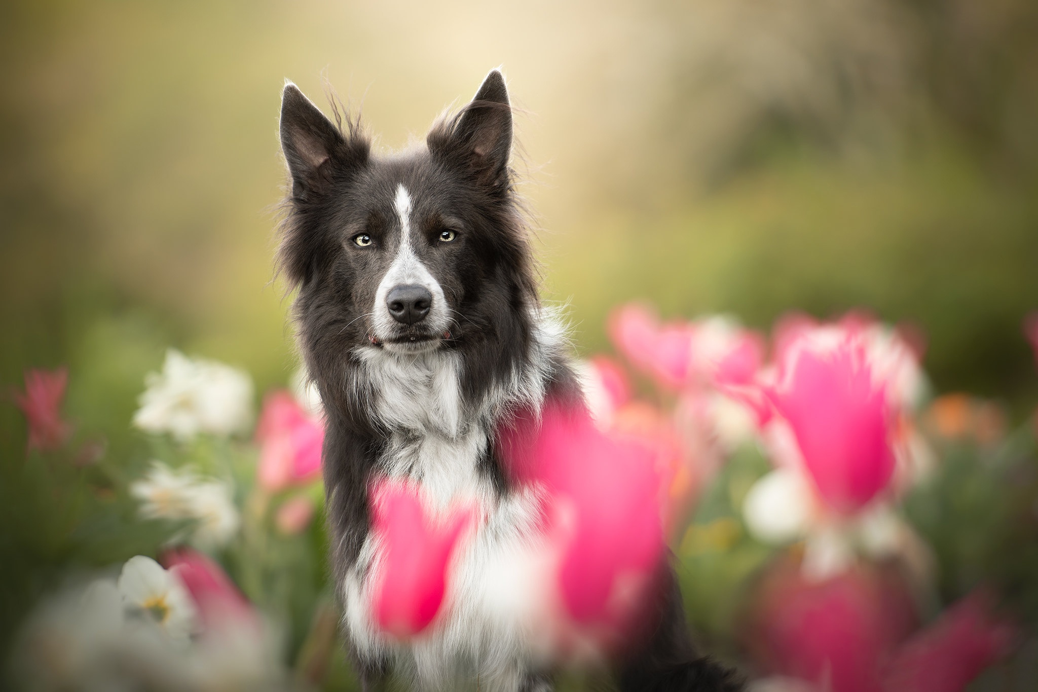 PCデスクトップに動物, 花, 犬, ボーダーコリー画像を無料でダウンロード