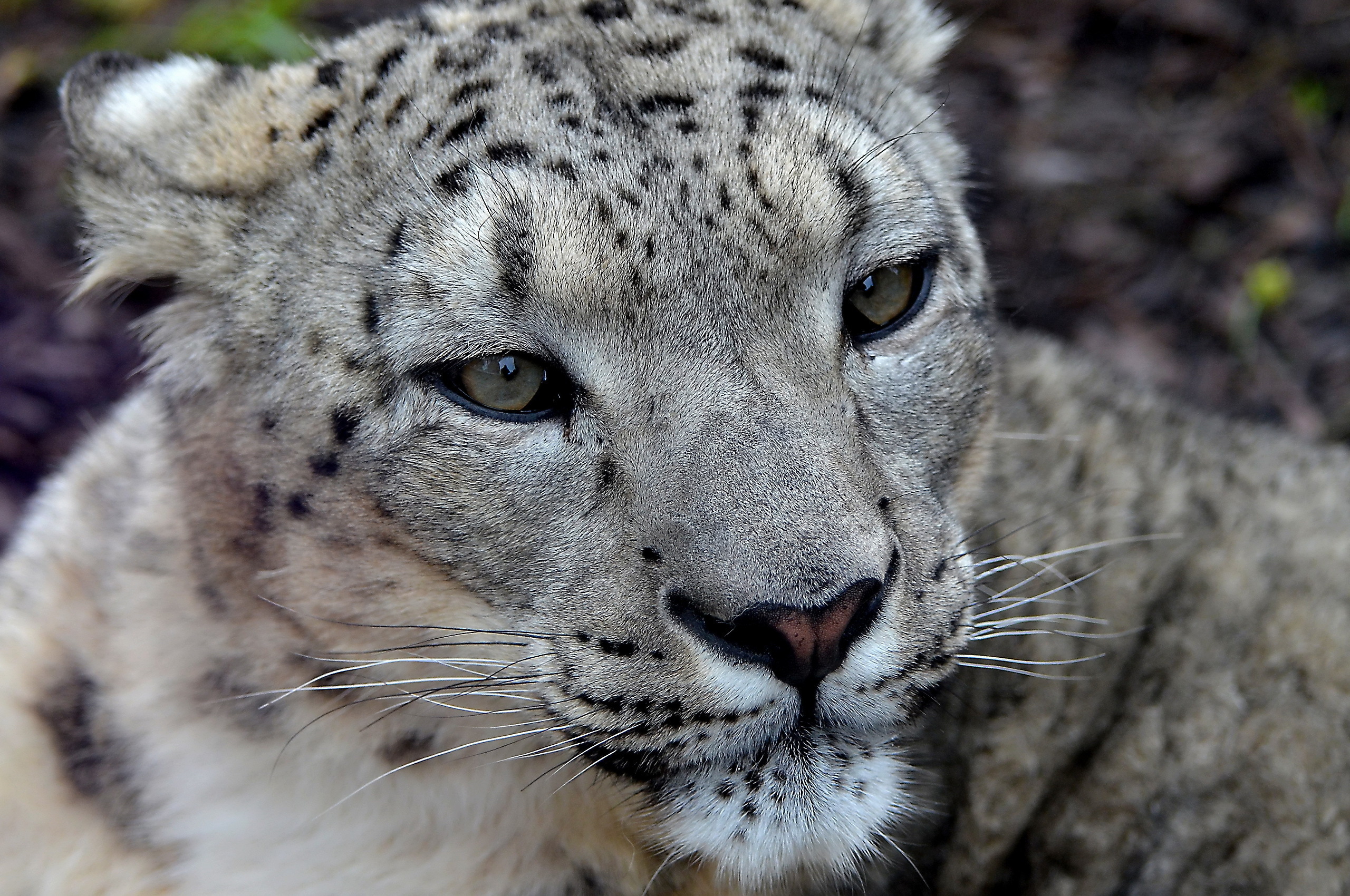 Free download wallpaper Snow Leopard, Cats, Animal on your PC desktop
