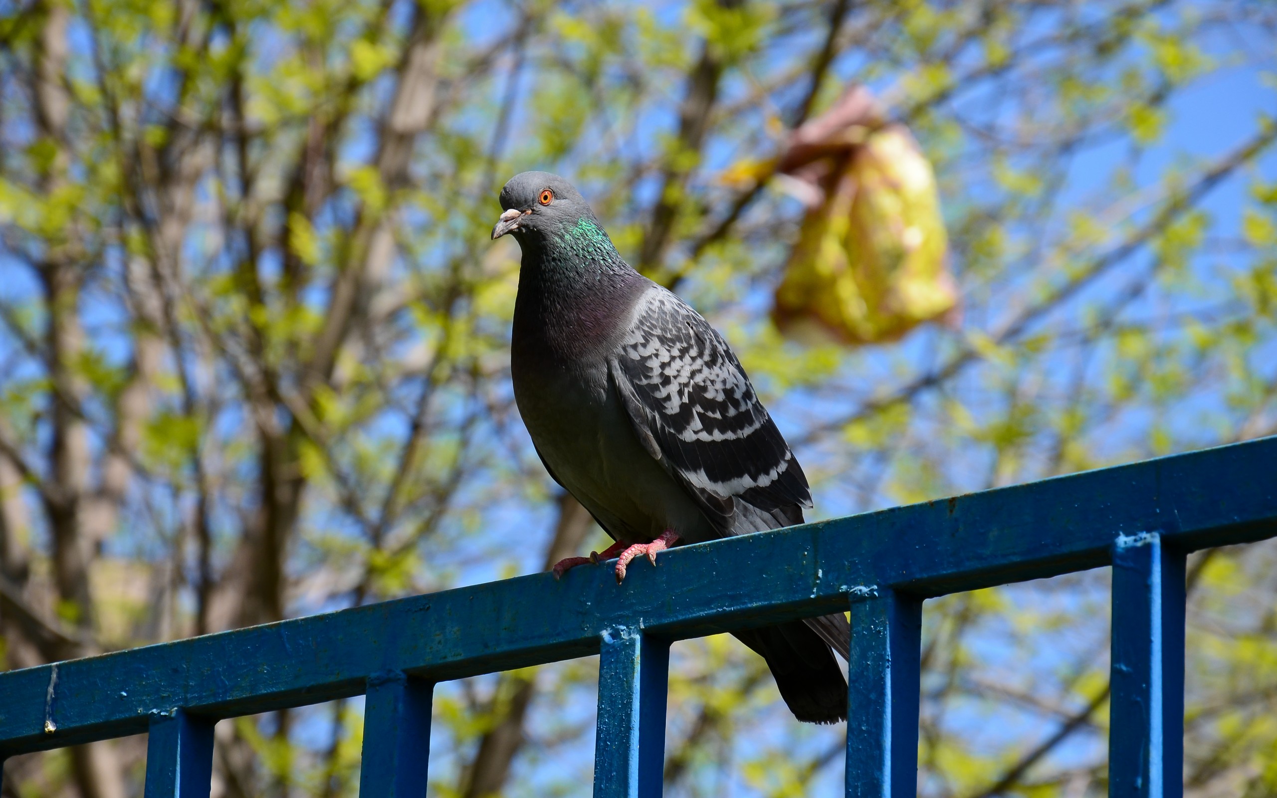 Download mobile wallpaper Pigeon, Birds, Animal for free.