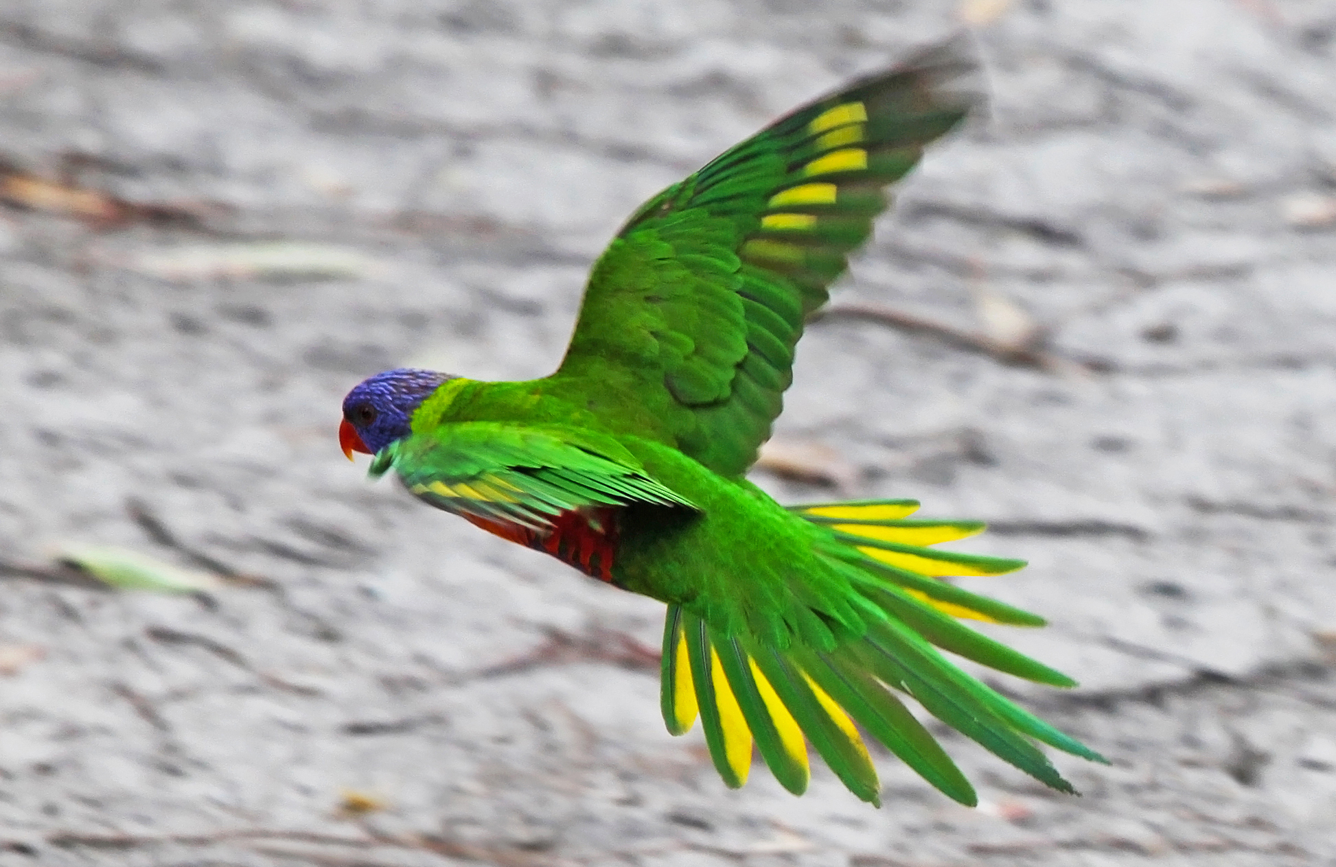 Laden Sie das Tiere, Vögel, Vogel, Flug, Flügel, Papagei, Allfarblori-Bild kostenlos auf Ihren PC-Desktop herunter