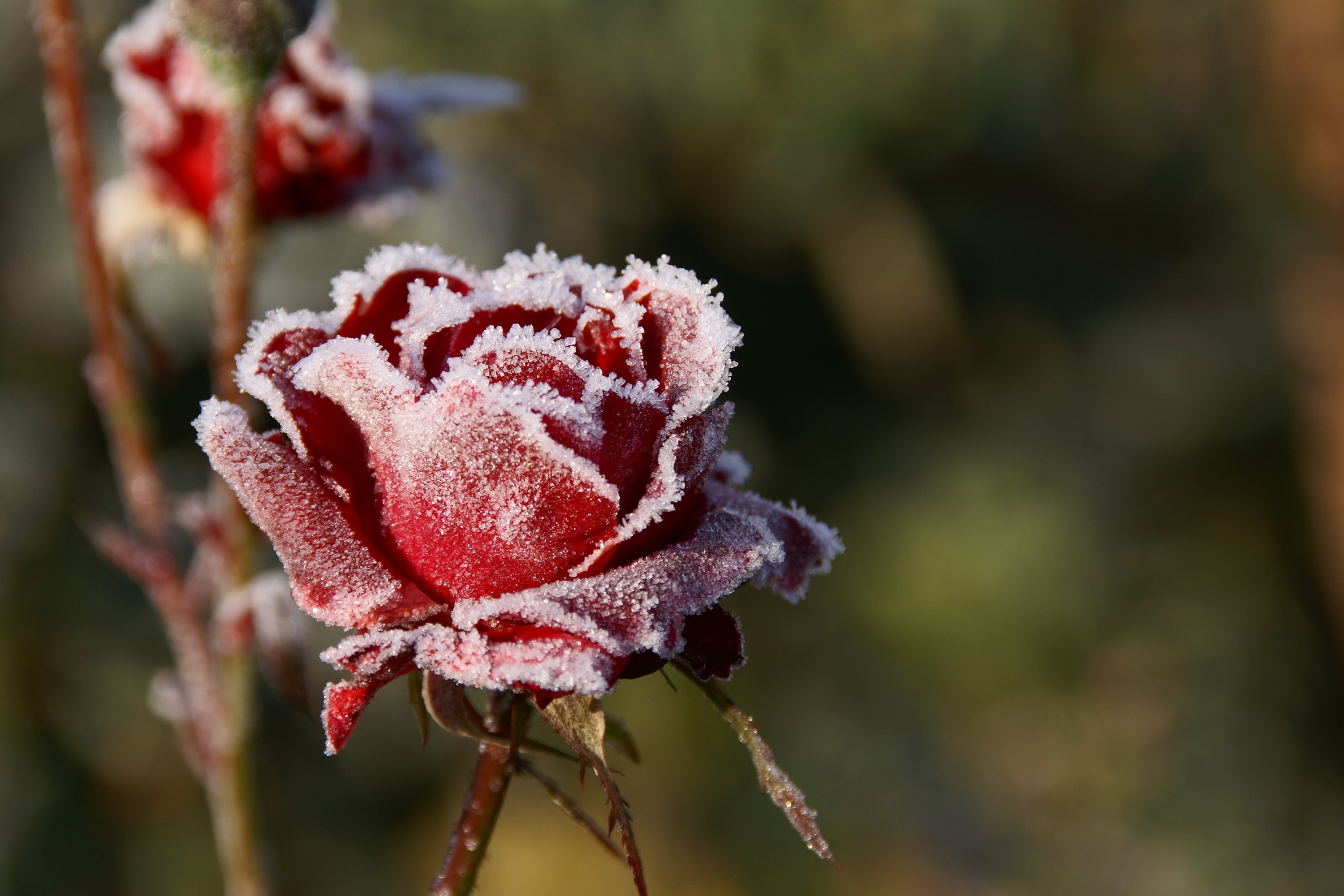 245110 Hintergrundbild herunterladen frost, erde/natur, rose, blume, rote blume, blumen - Bildschirmschoner und Bilder kostenlos