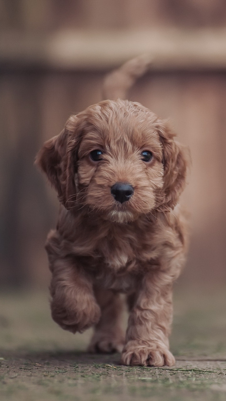 Baixar papel de parede para celular de Animais, Cães, Cão, Animal Bebê, Filhote gratuito.