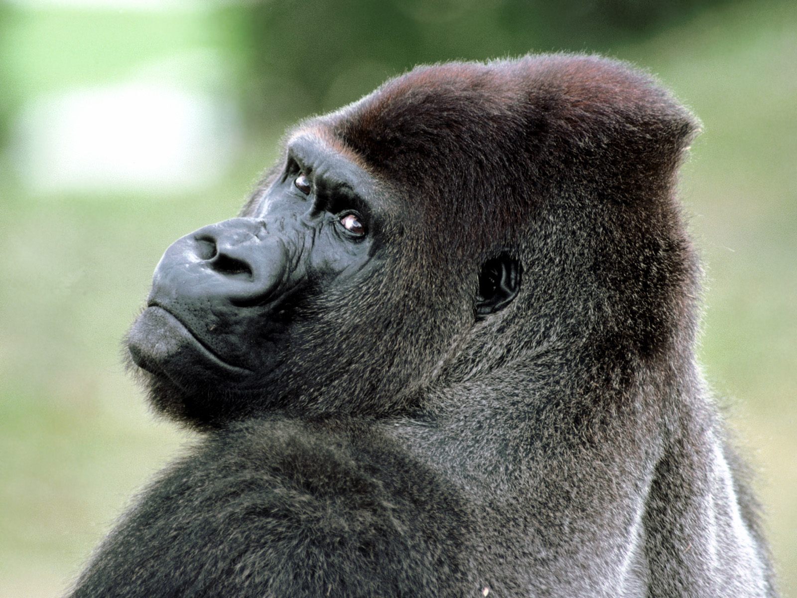 Free download wallpaper Monkeys, Gorilla, Animal on your PC desktop