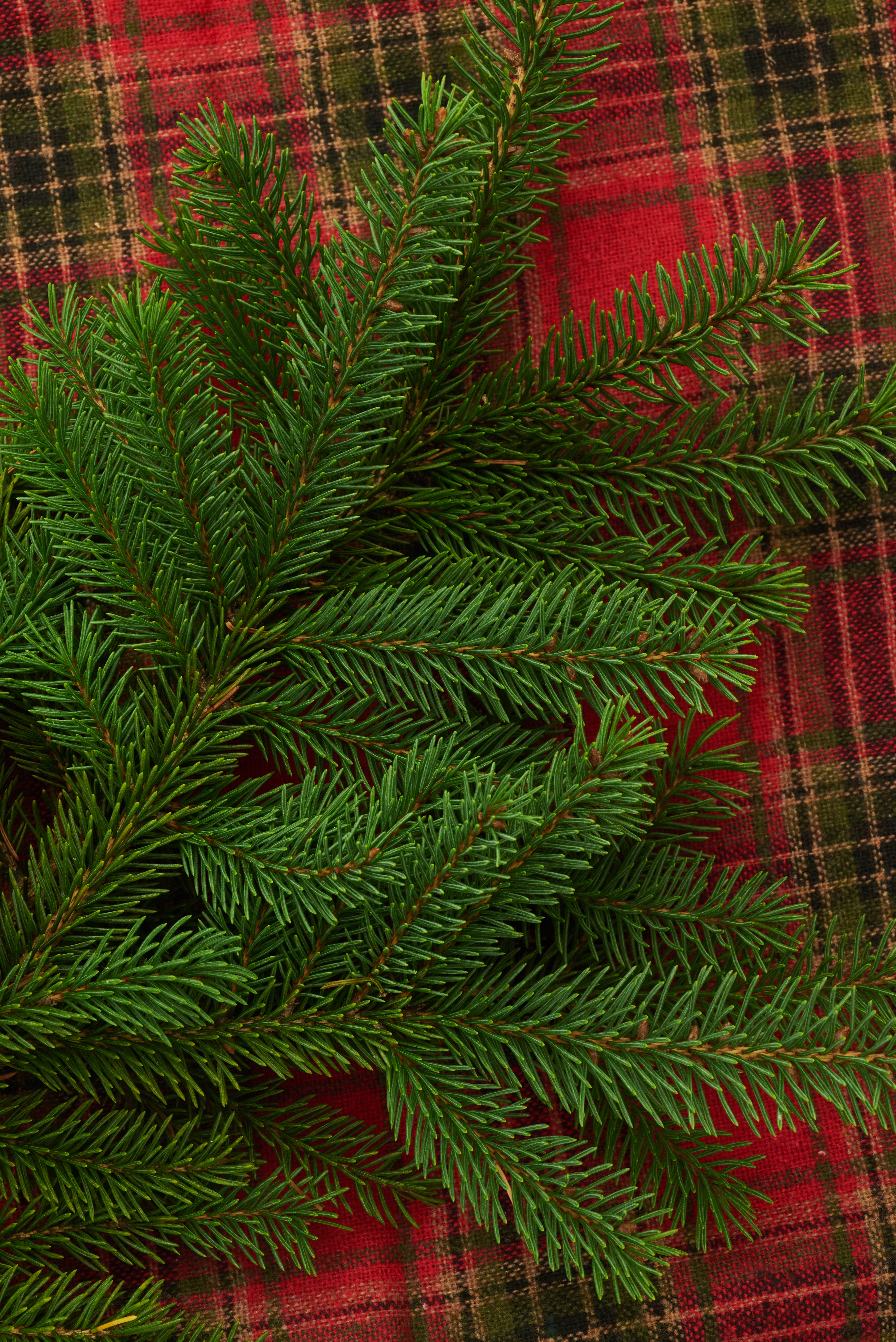 Téléchargez des papiers peints mobile Noël, Branche, Aiguilles, Tissu Écossais, Fêtes, Pin, Plaid, Nouvel An gratuitement.
